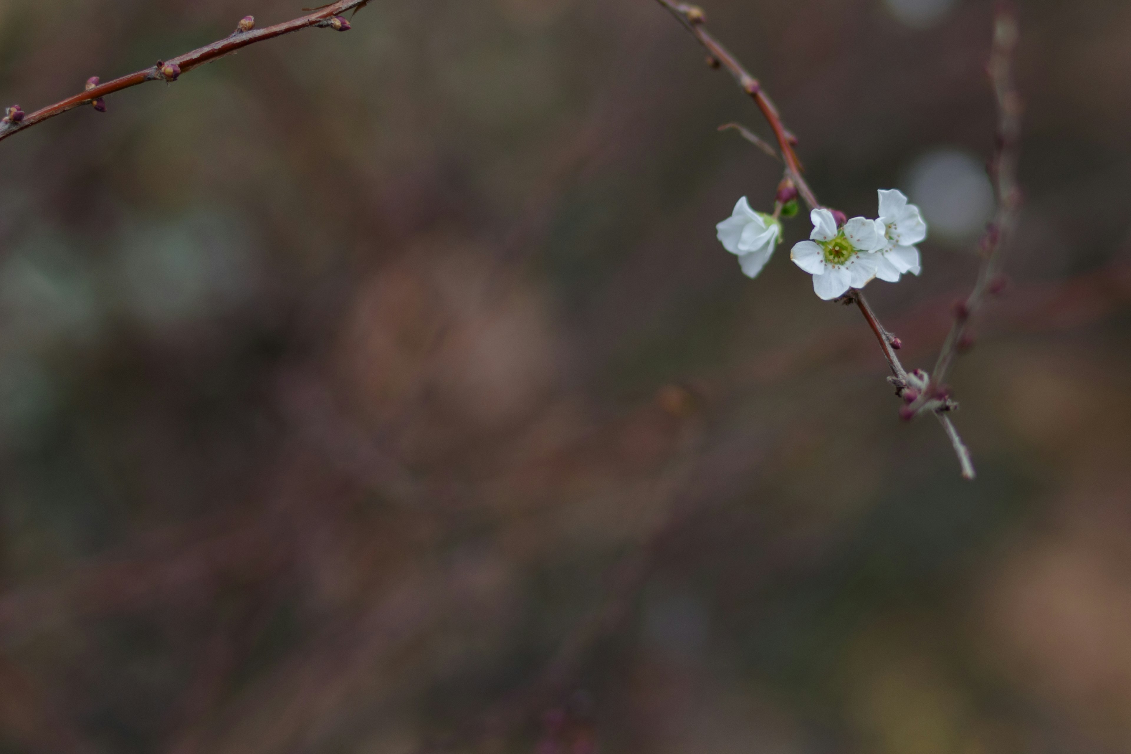 Gros plan sur une fine branche avec des fleurs blanches en fleurs