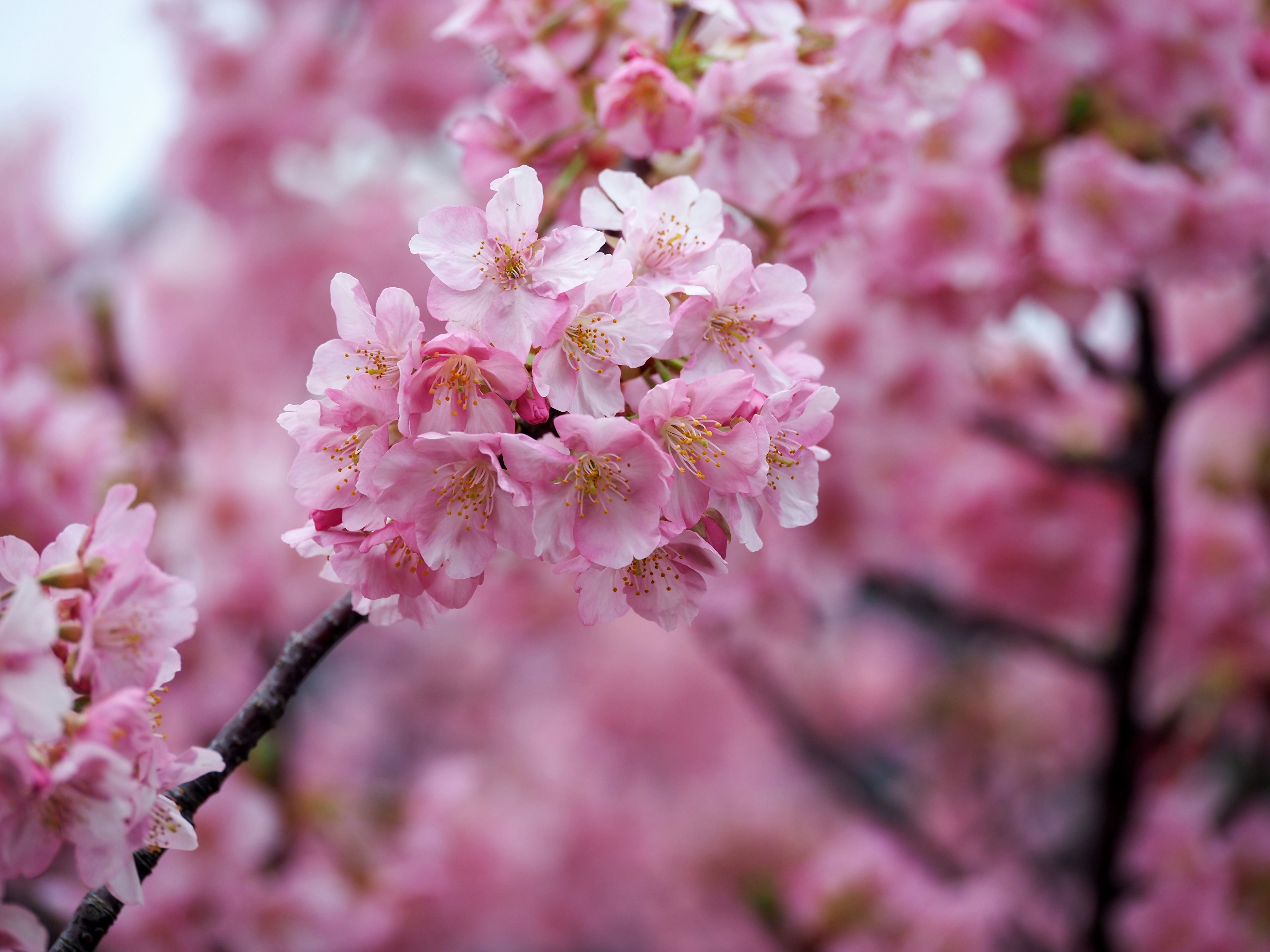 Close-up of cherry blossoms on a branch with pink petals