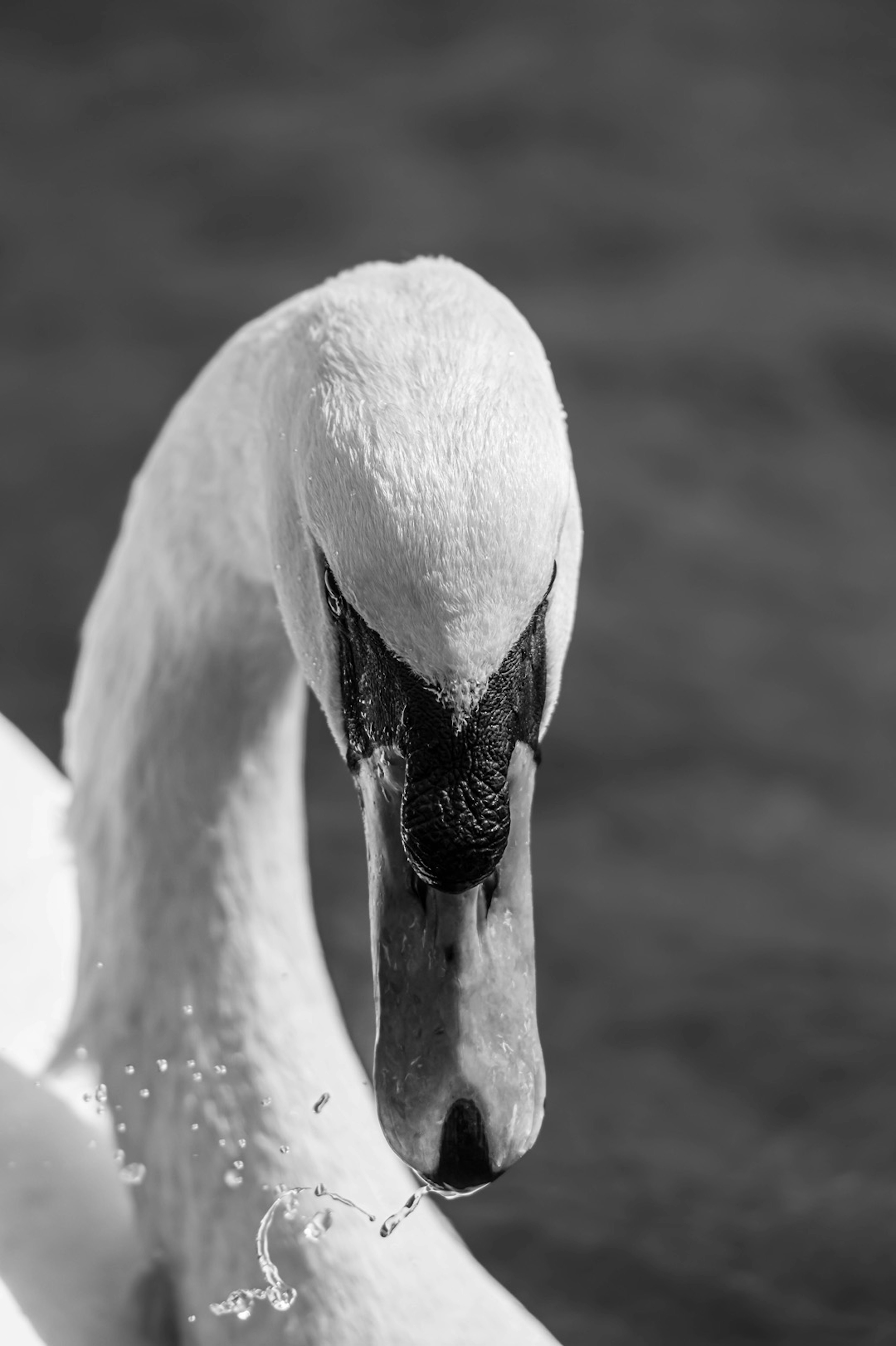 Primer plano de la cabeza de un cisne creando salpicaduras en blanco y negro