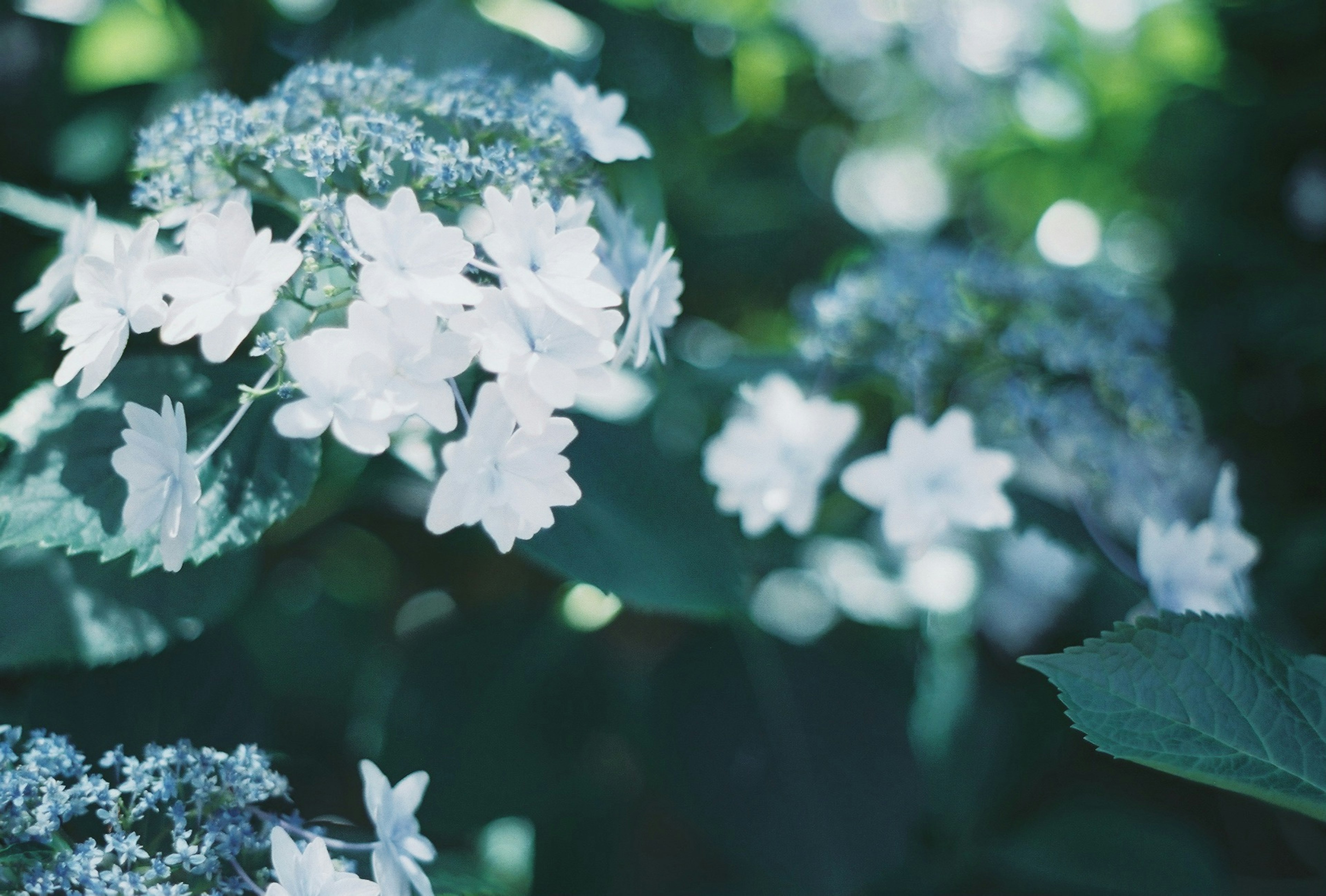 Gros plan de fleurs d'hortensia blanches entourées de feuilles vertes