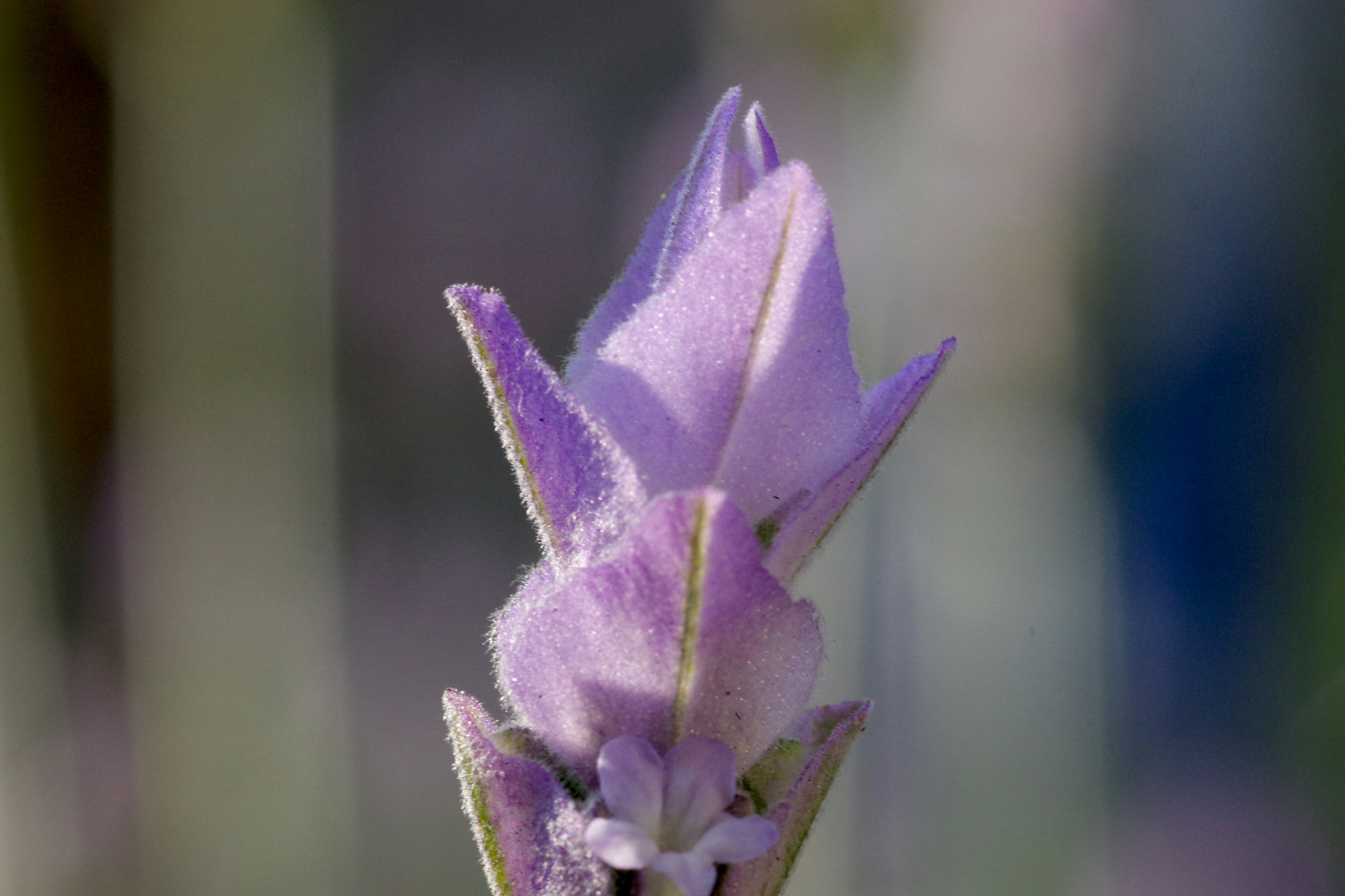 Close-up of a purple flower bud with unique petal shapes