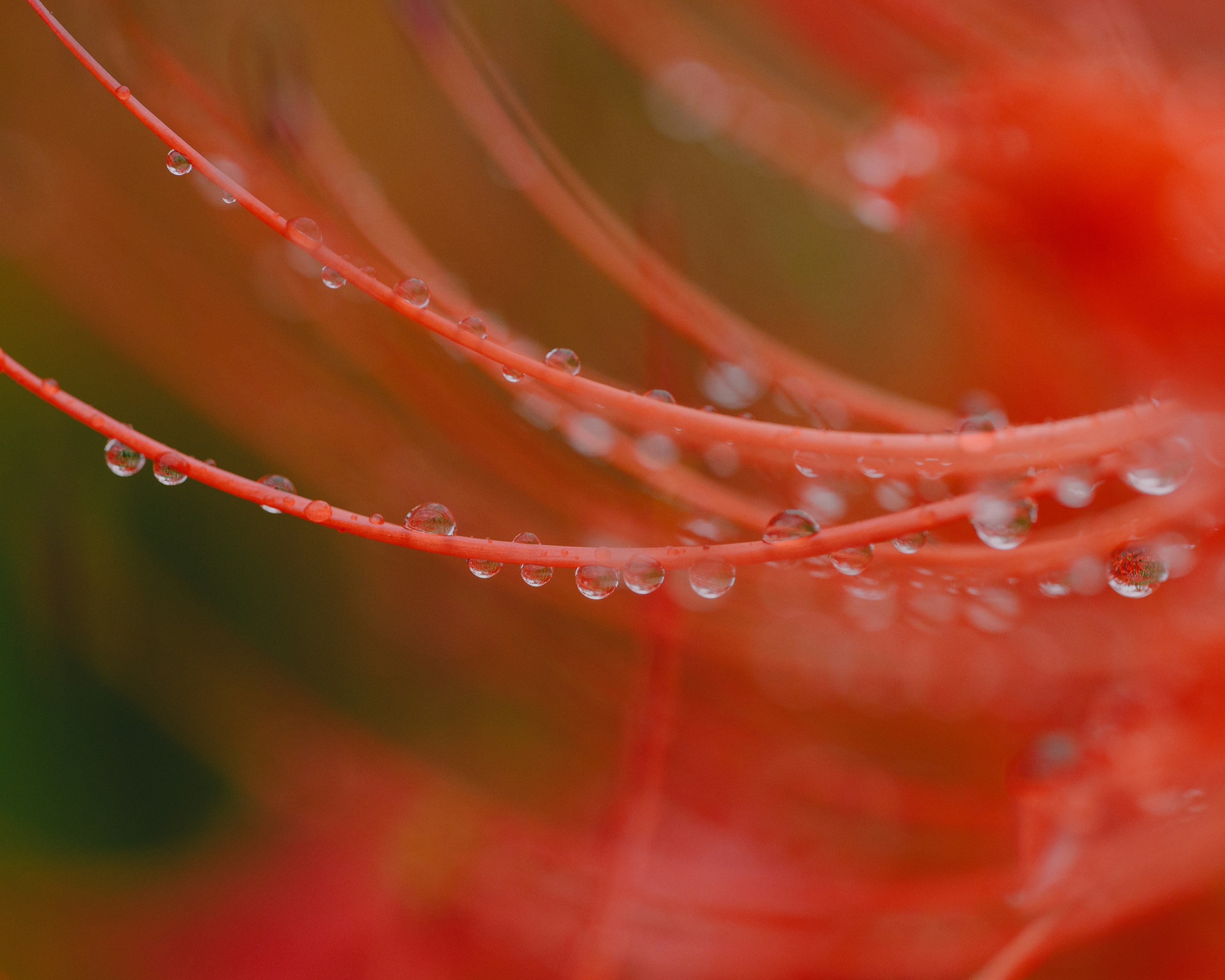 Macro photo of delicate red flower strands with droplets