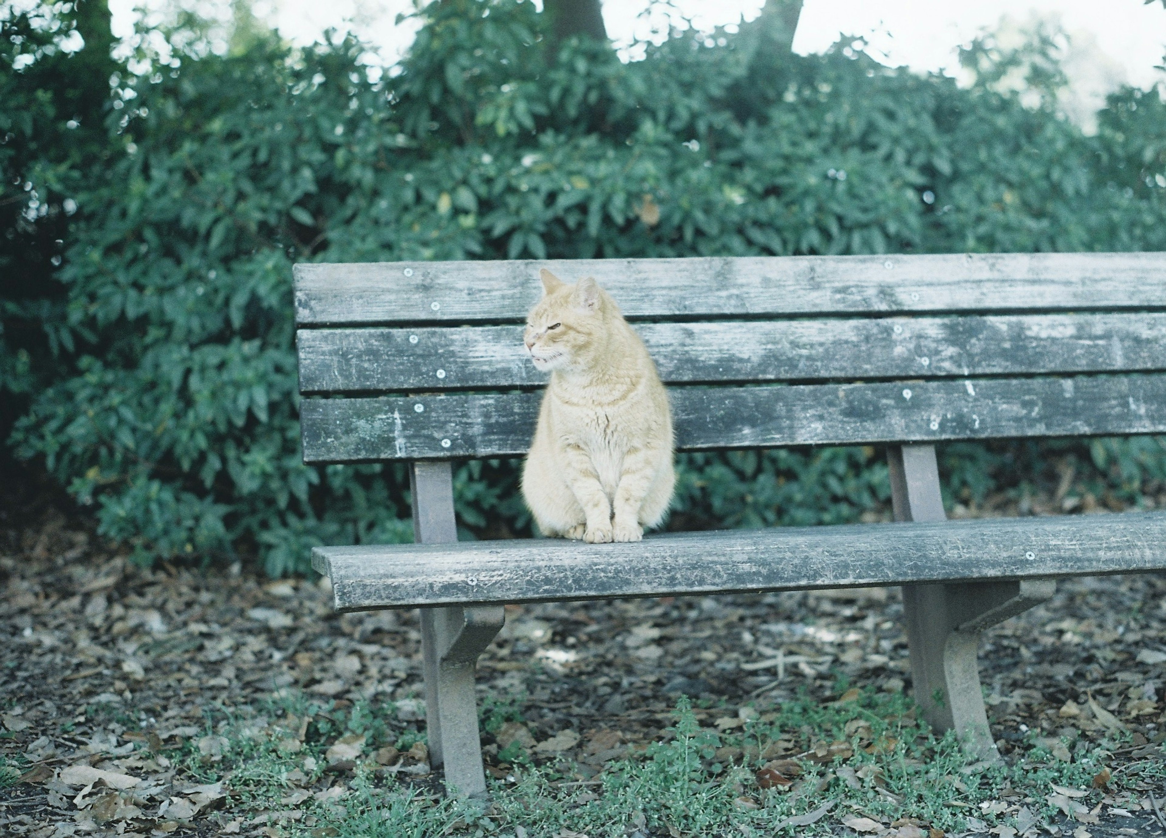 公園のベンチに座っているオレンジ色の猫