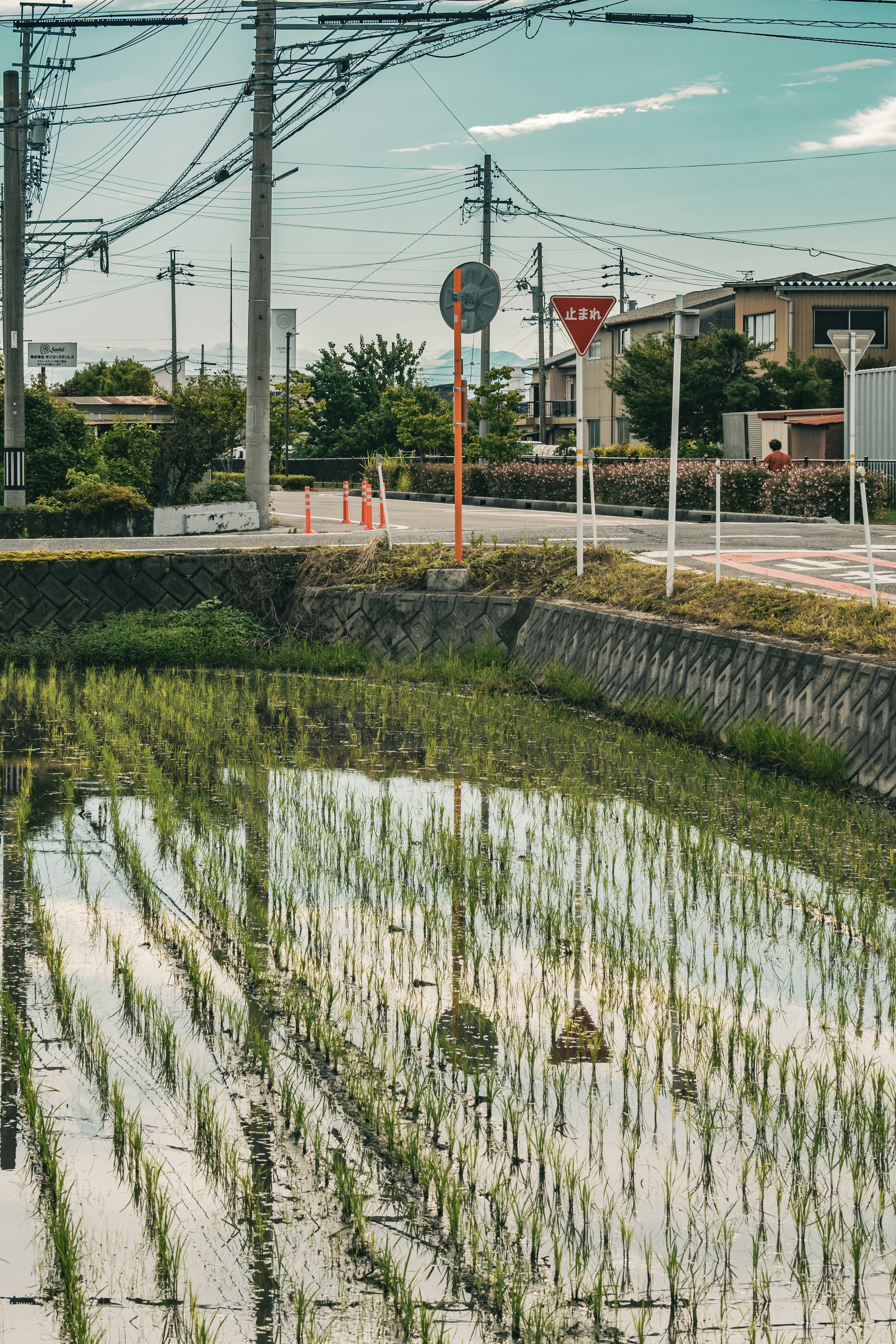 稻田映照天空和稻田植物，路標和電線杆可見