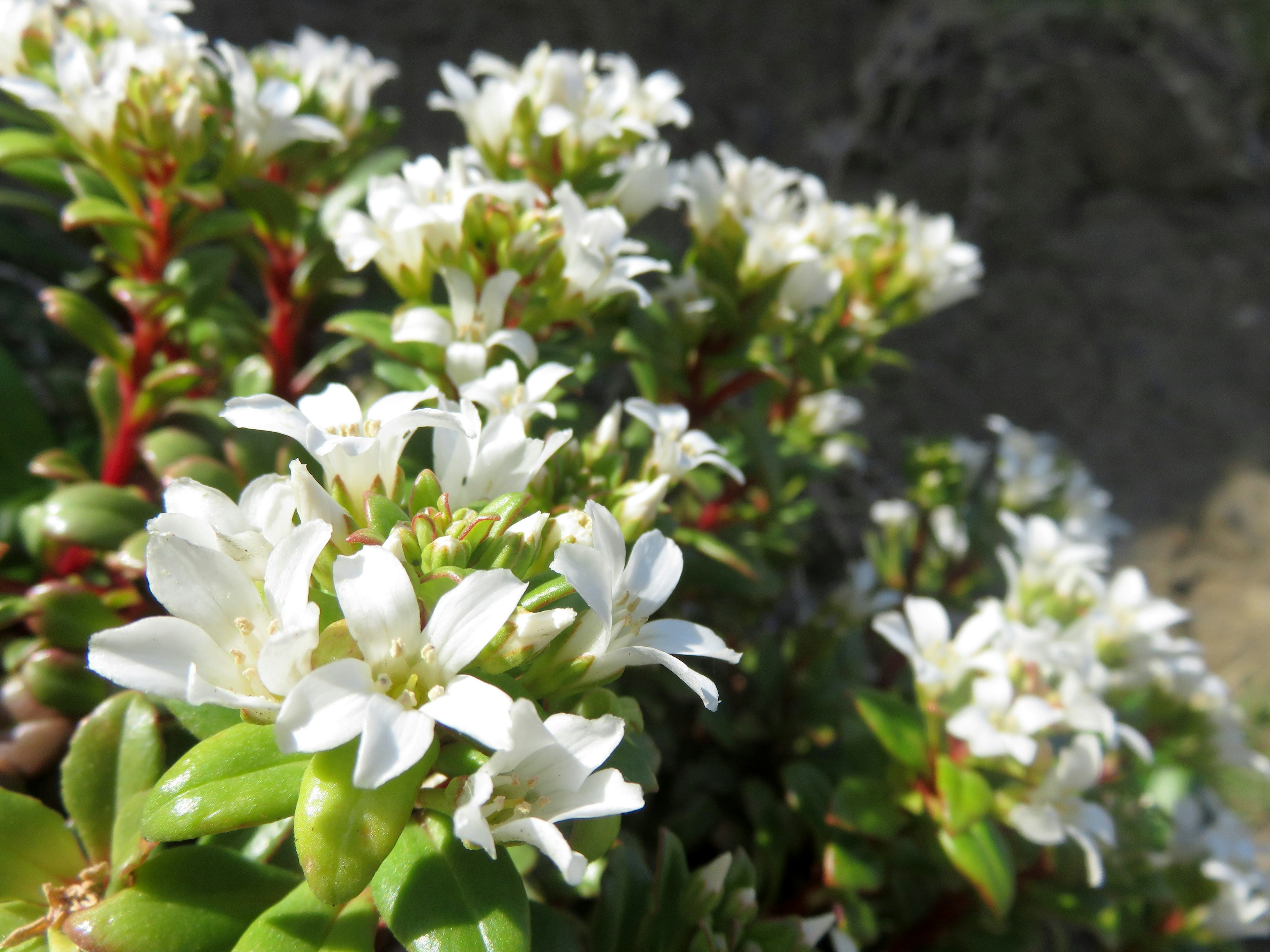 Nahaufnahme einer Sukkulente mit weißen Blumen