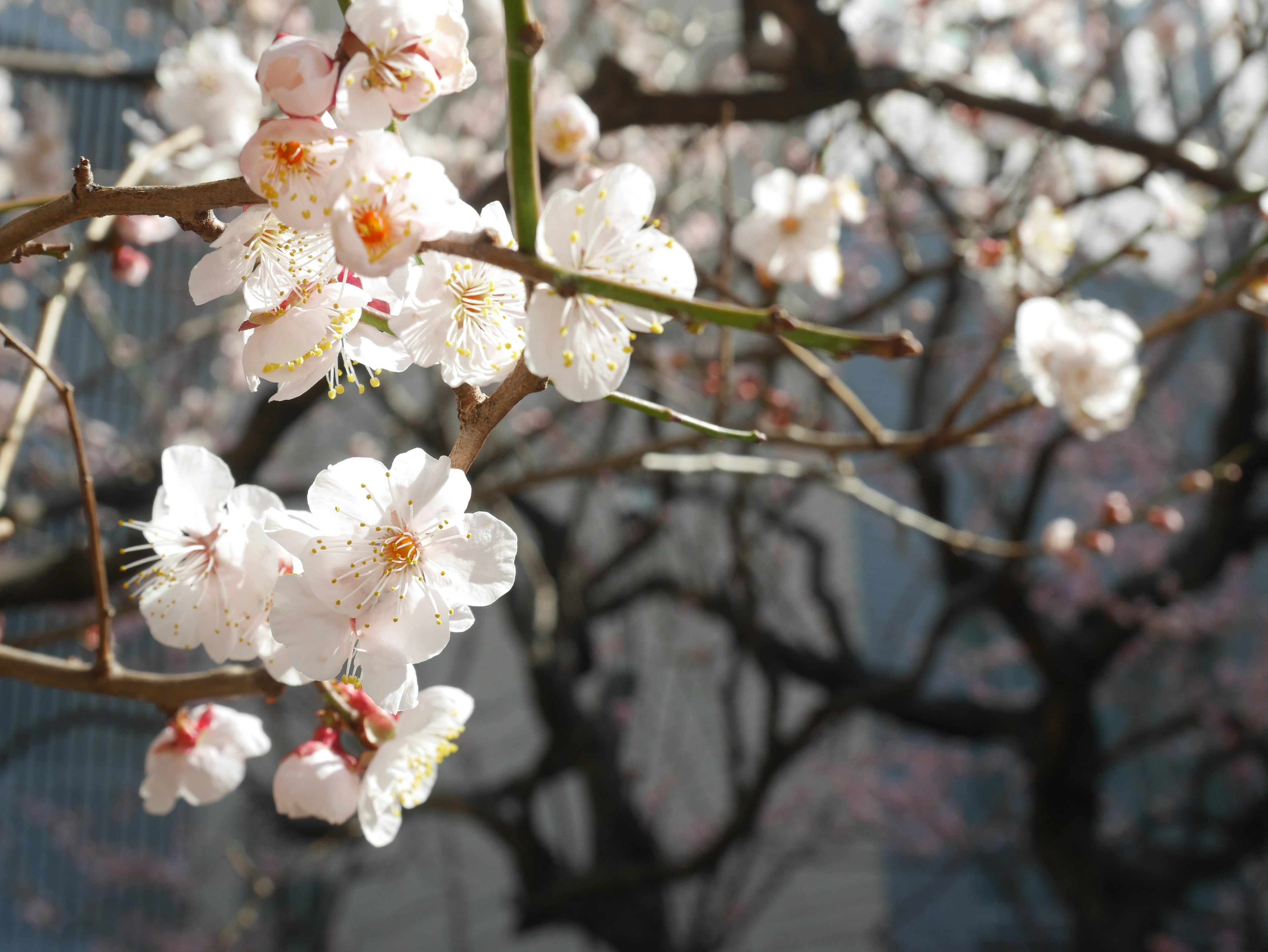 白い花が咲く桜の枝と背景にぼやけた木々