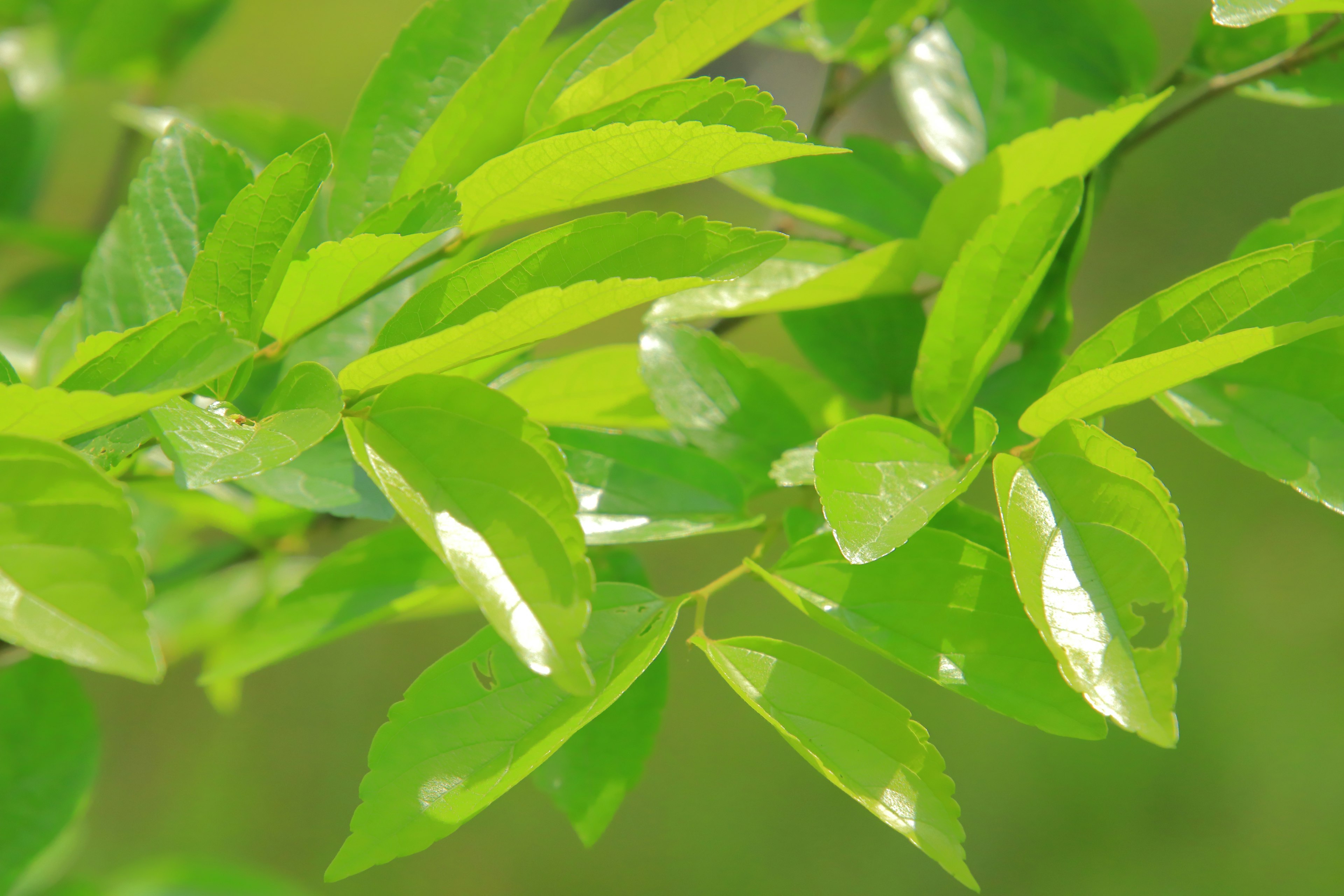 Gros plan sur des feuilles vertes luxuriantes sur une branche