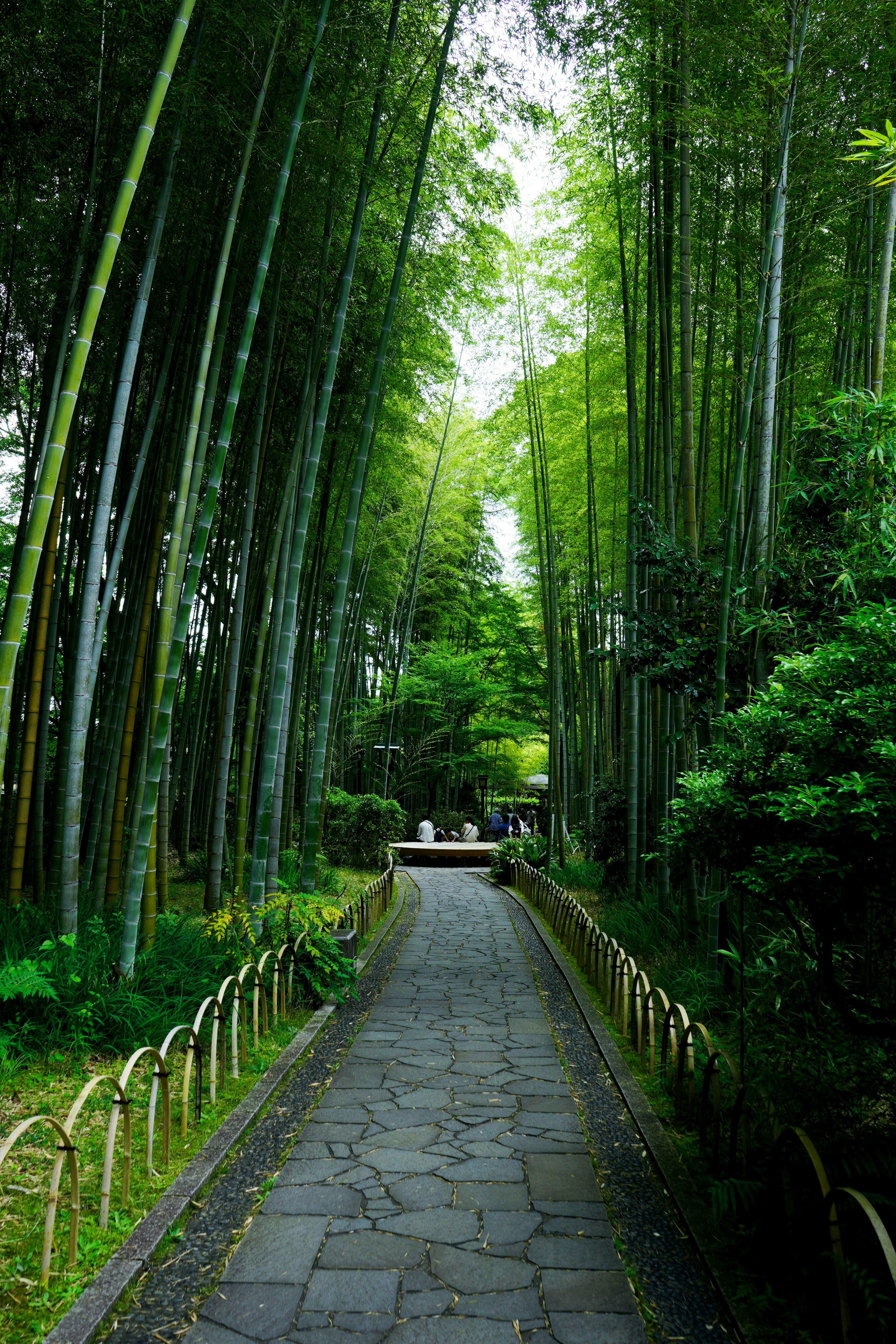 Stone path through lush bamboo grove with vibrant green foliage