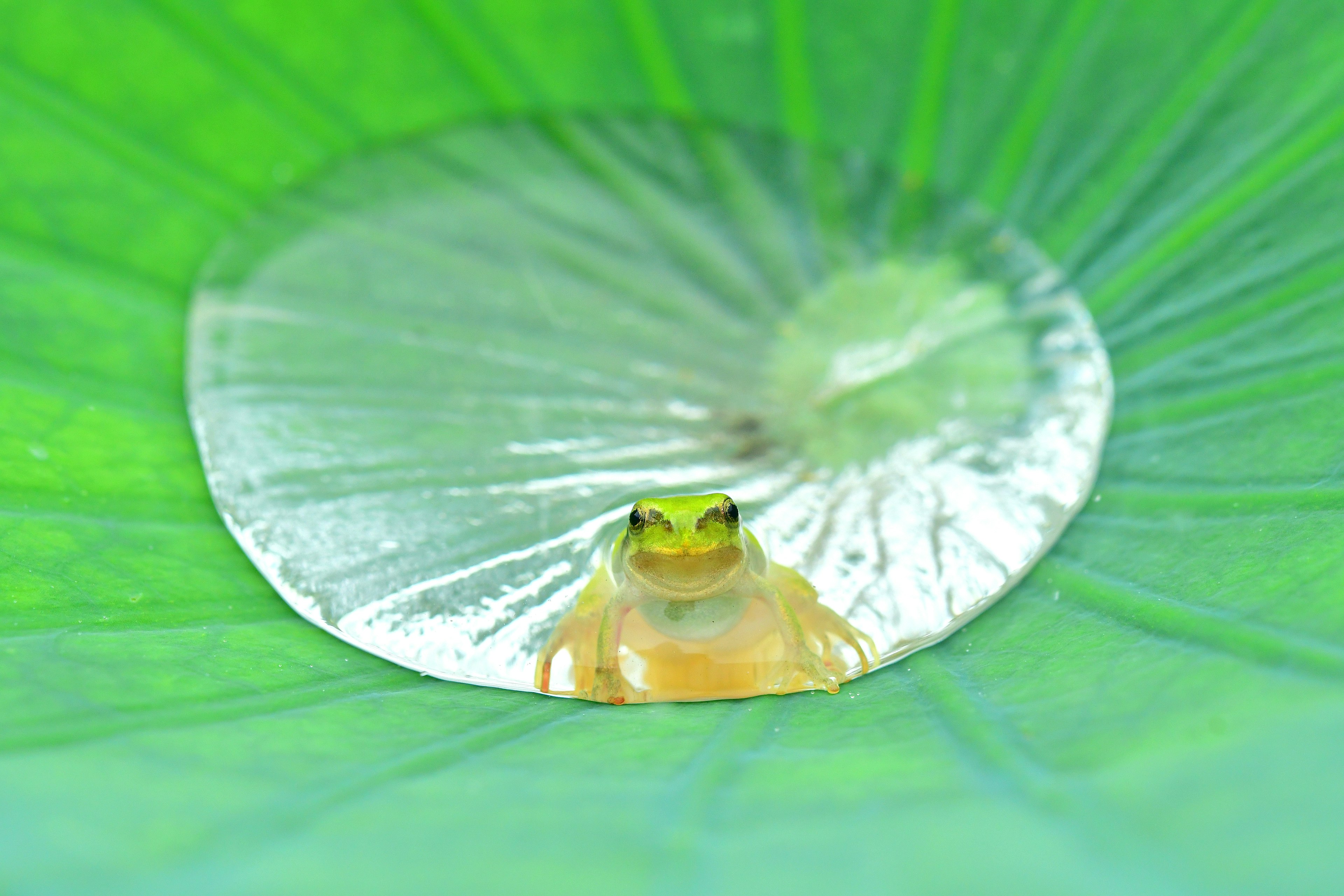 Yellow frog sitting on a water droplet surrounded by green leaves