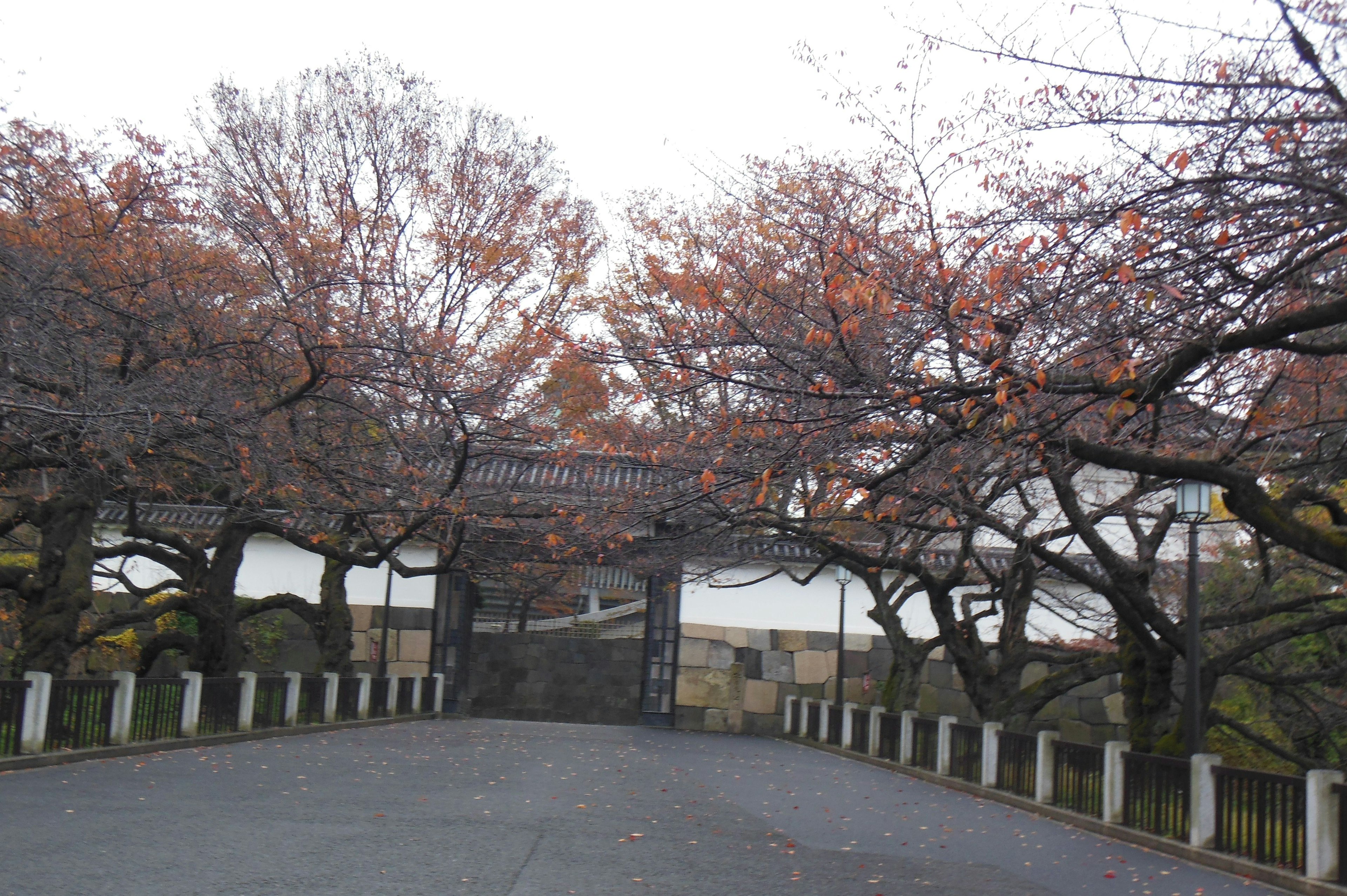 桜の木が並ぶ門の風景