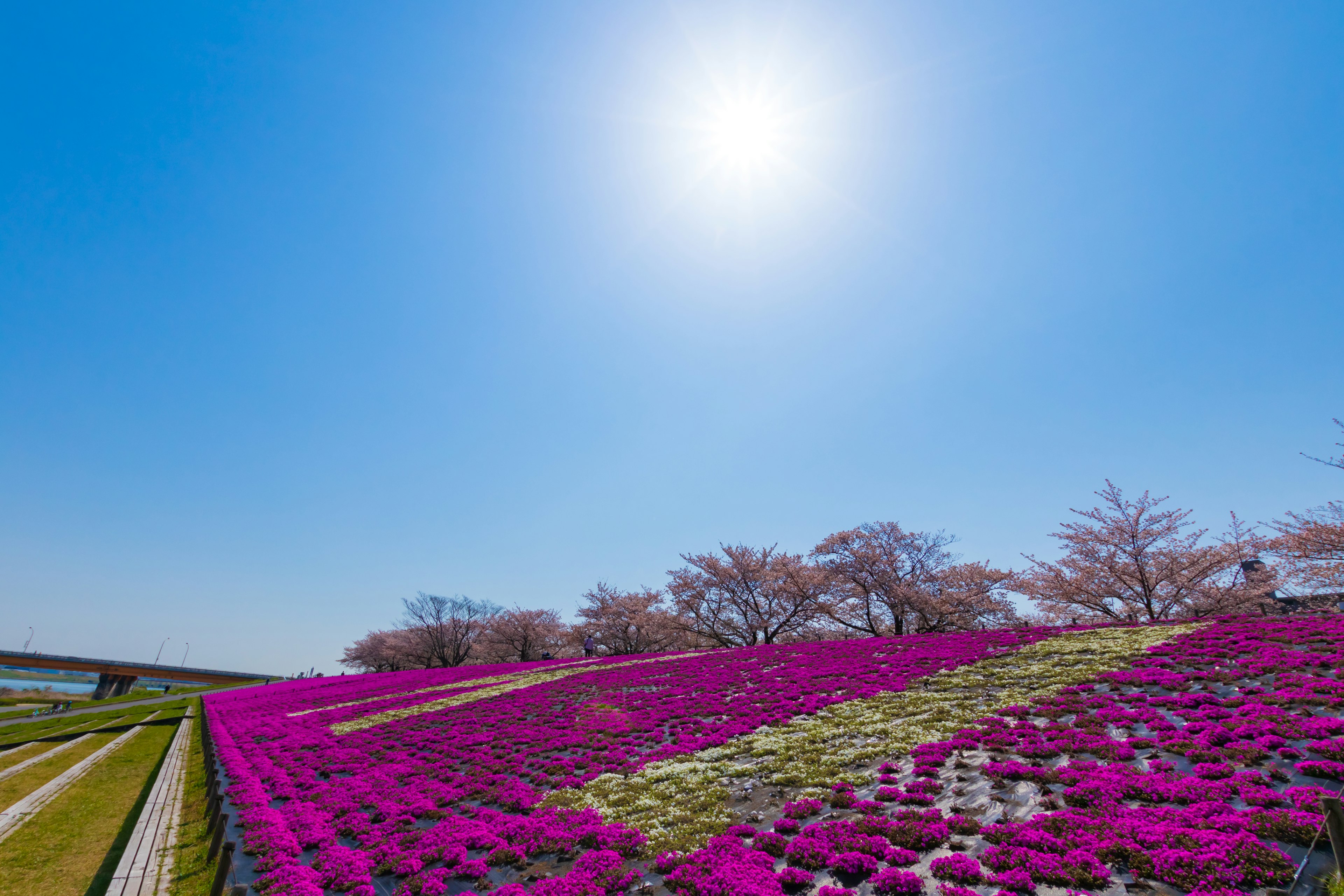 Campo de flores moradas bajo un cielo azul claro con cerezos