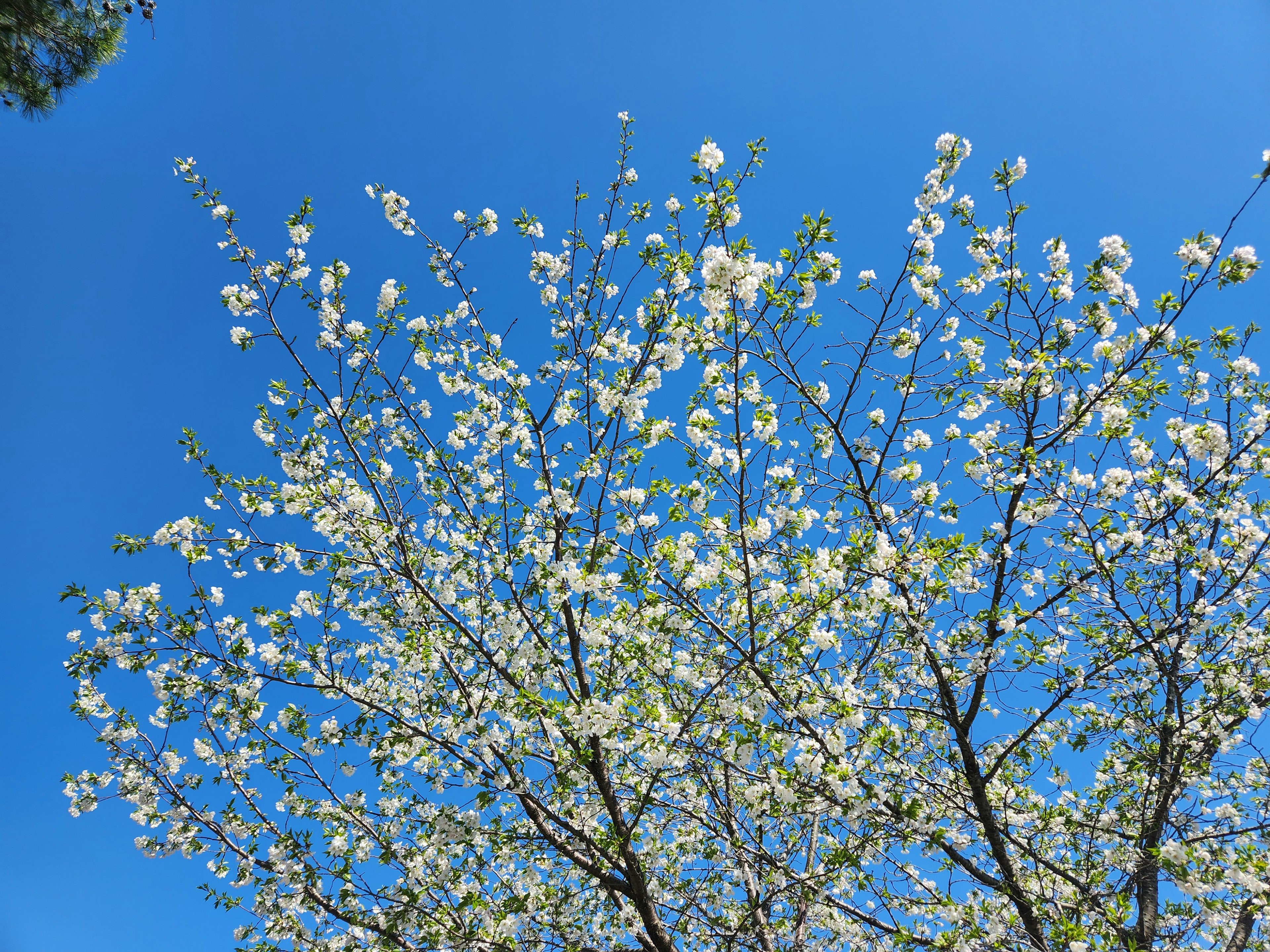 Branches d'arbres en fleurs sur fond de ciel bleu