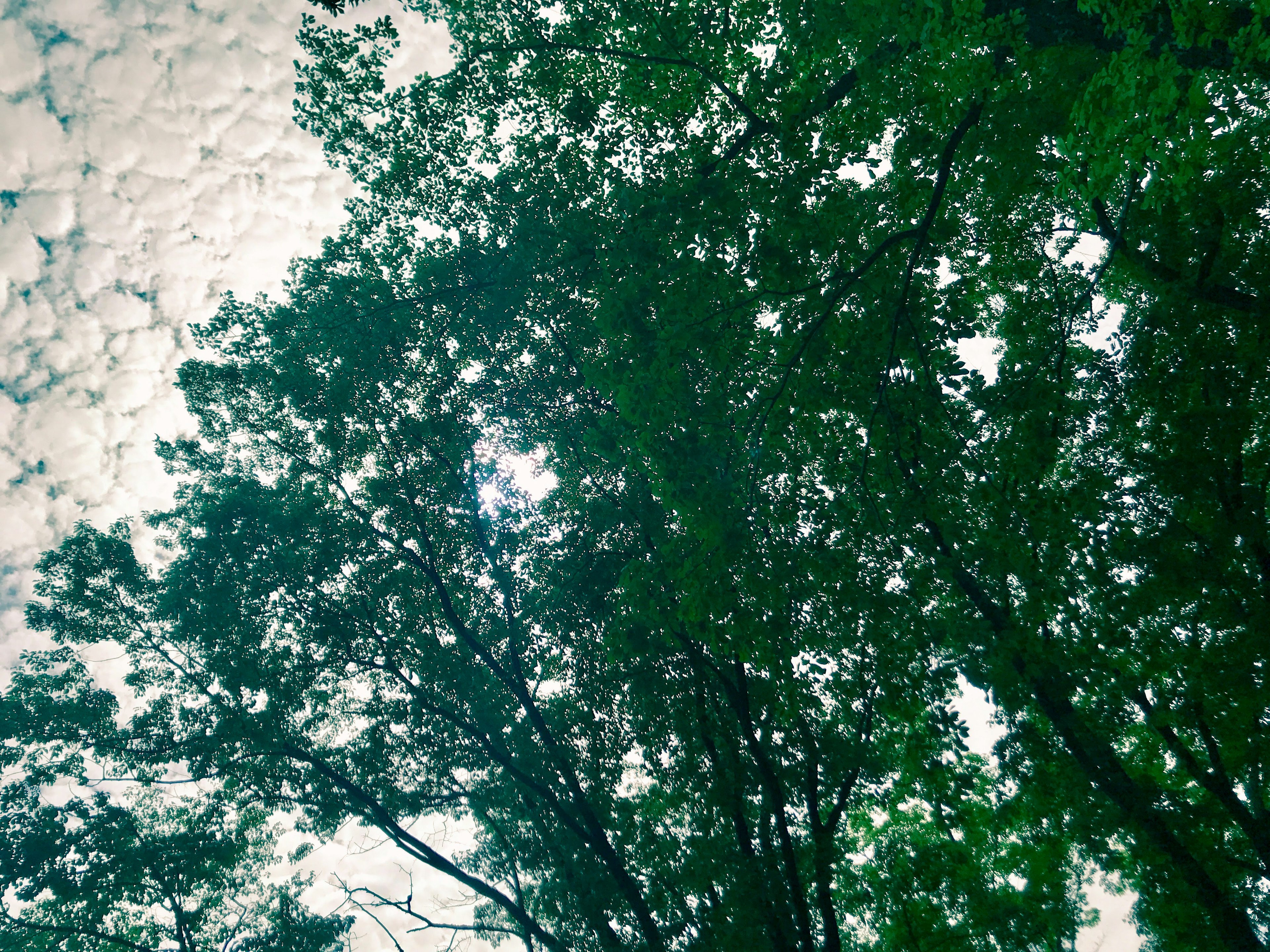 Green trees reaching towards the sky with clouds