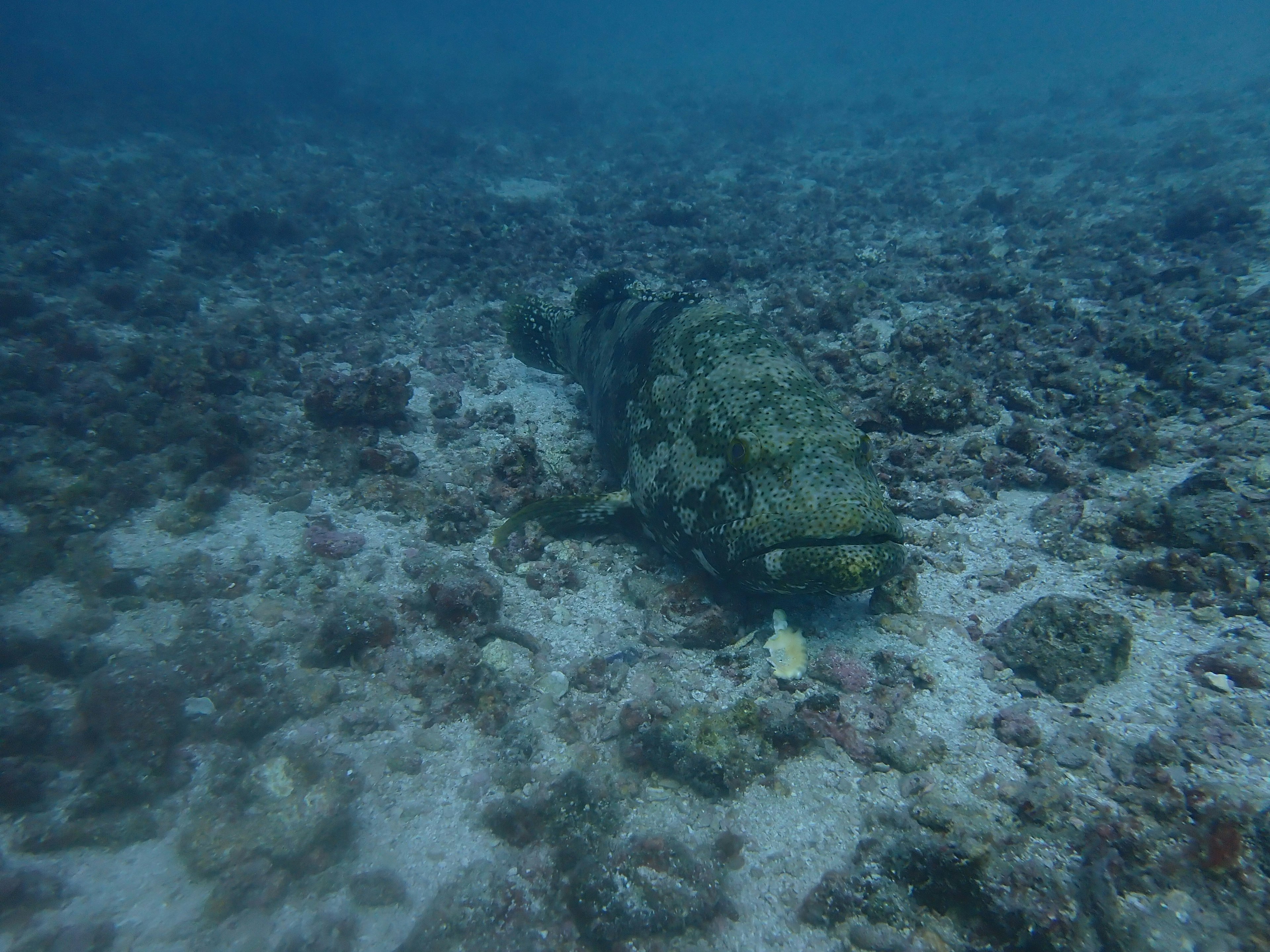 An underwater scene featuring a camouflaged fish resting on the sandy ocean floor surrounded by rocks and coral