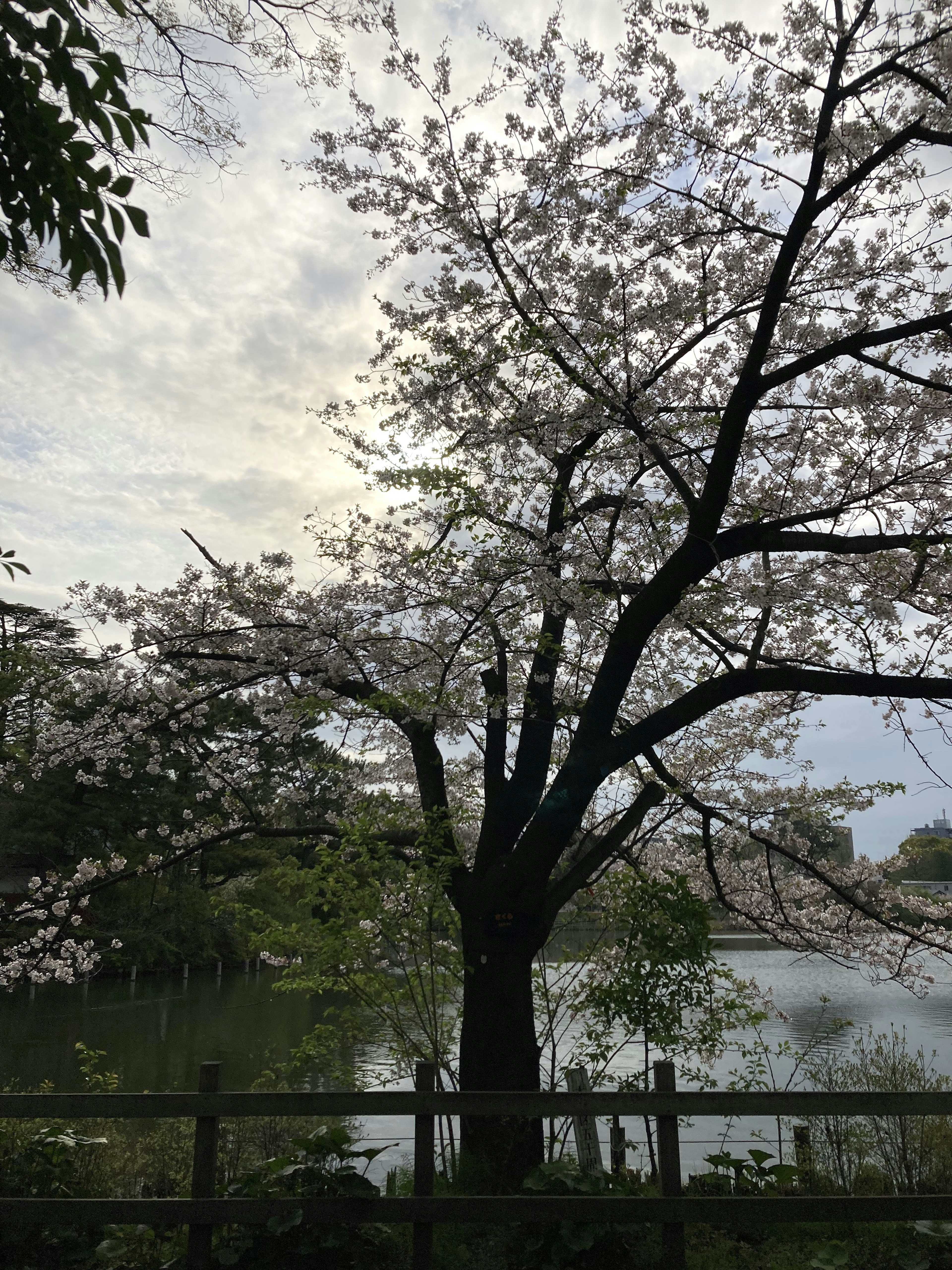 A beautiful scene featuring a cherry blossom tree near a lake