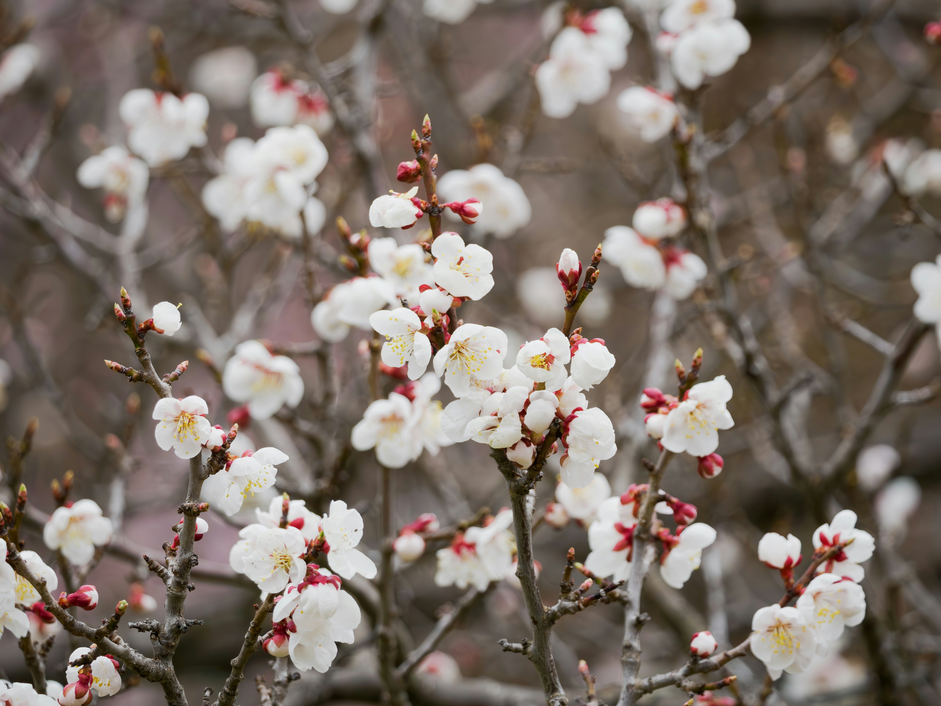 Close-up of branches with blooming white flowers