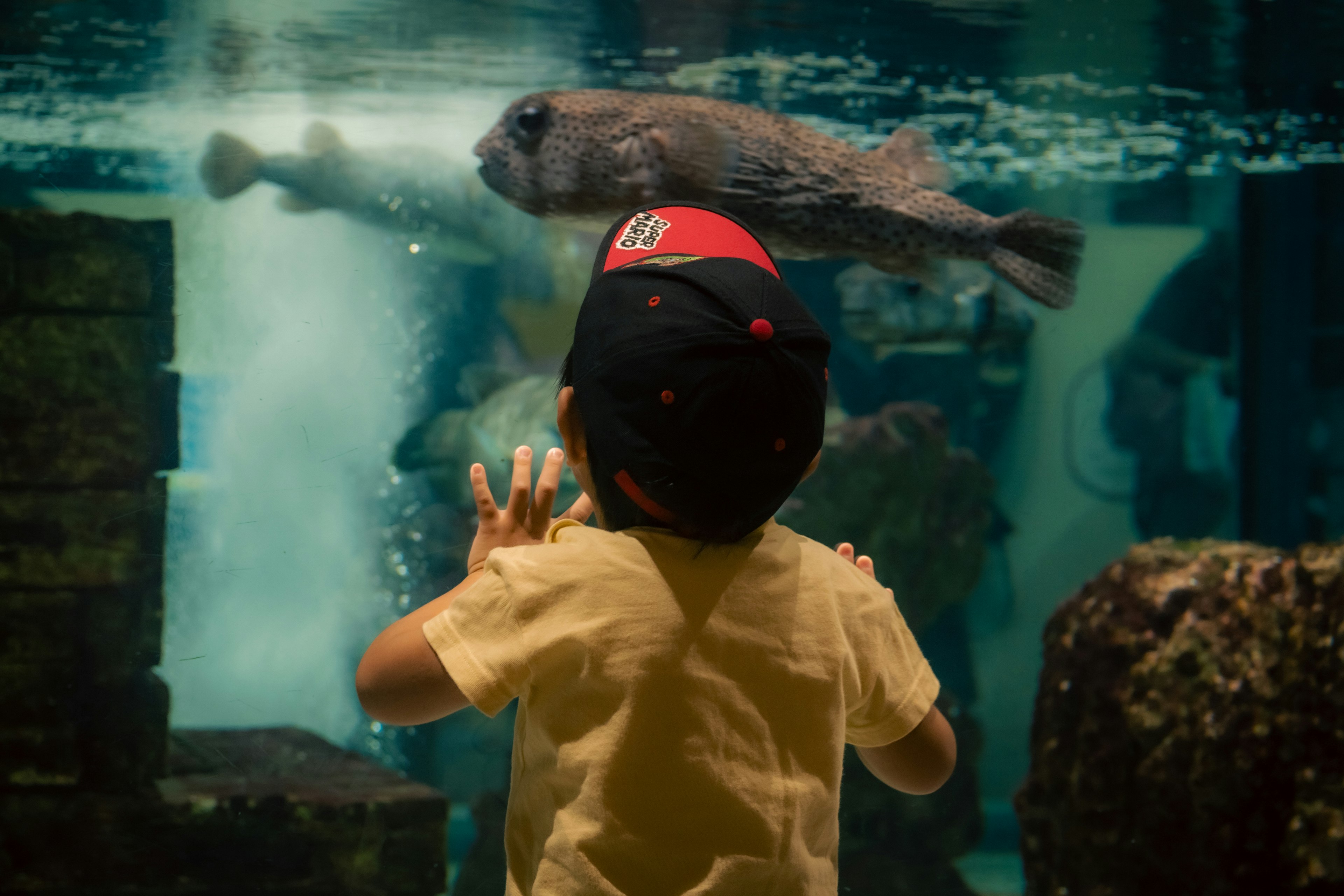 A child observing a fish in an aquarium