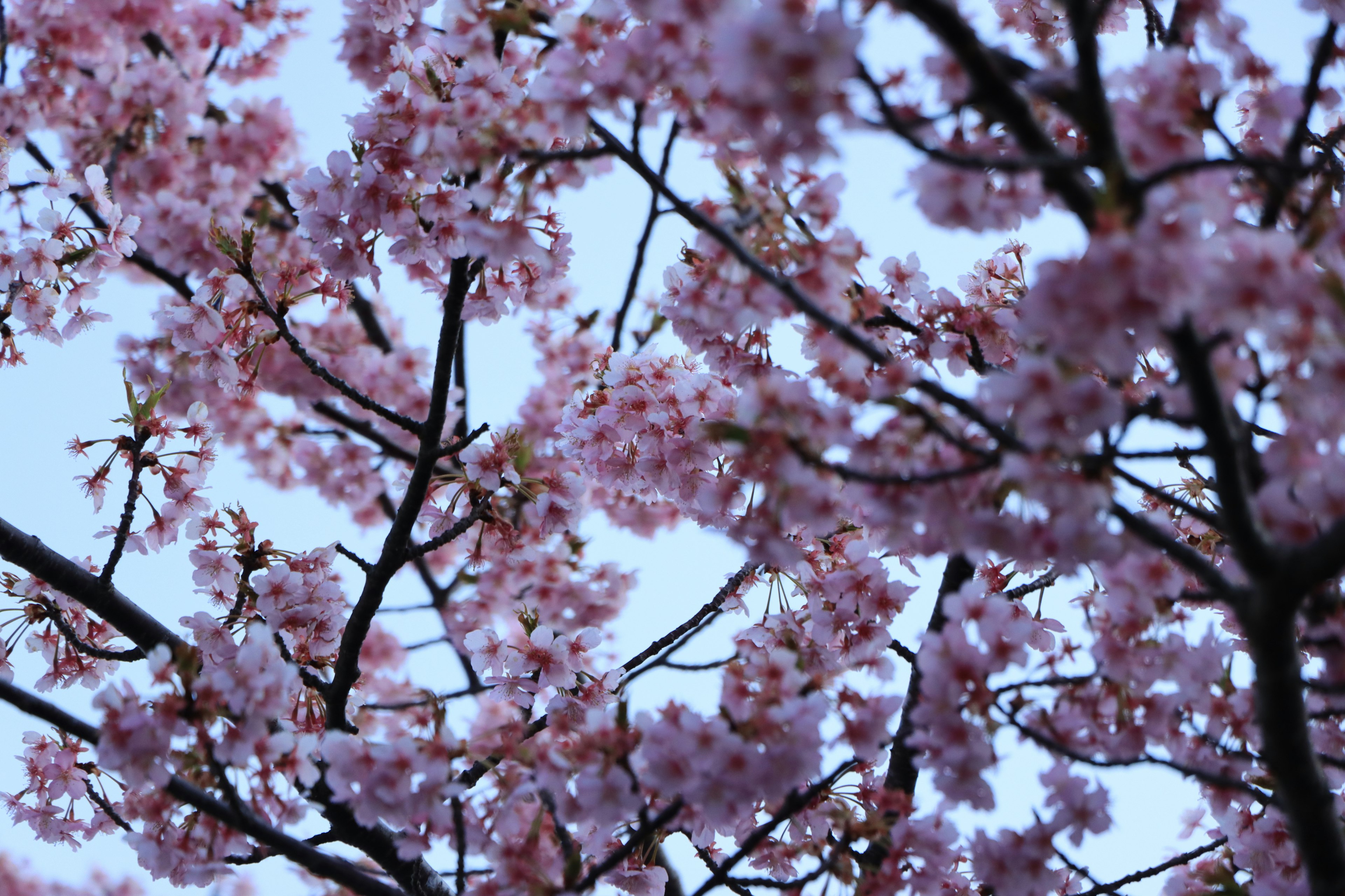 Cabang bunga sakura di latar belakang langit biru