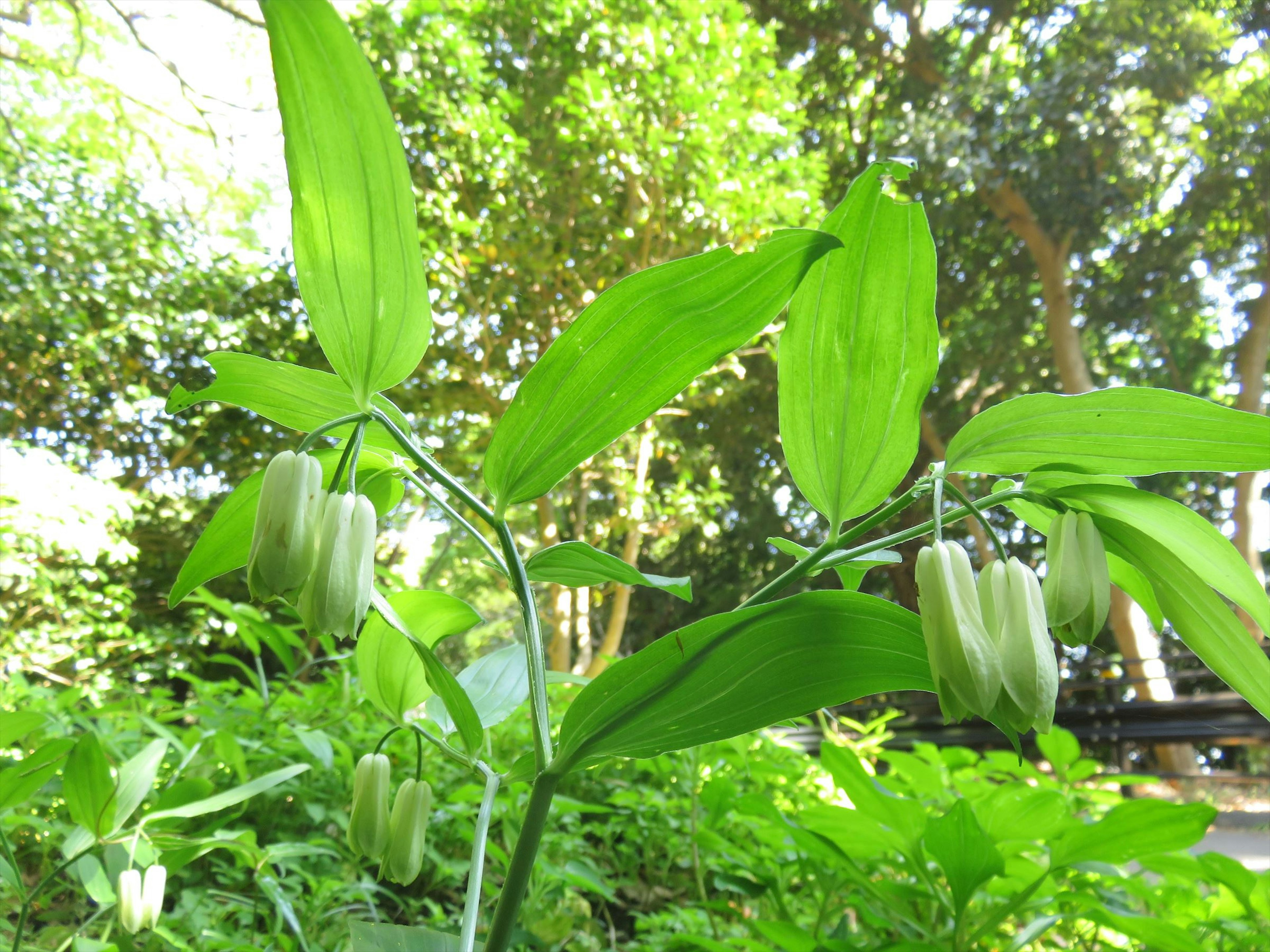 A plant with green leaves and hanging buds in a natural setting