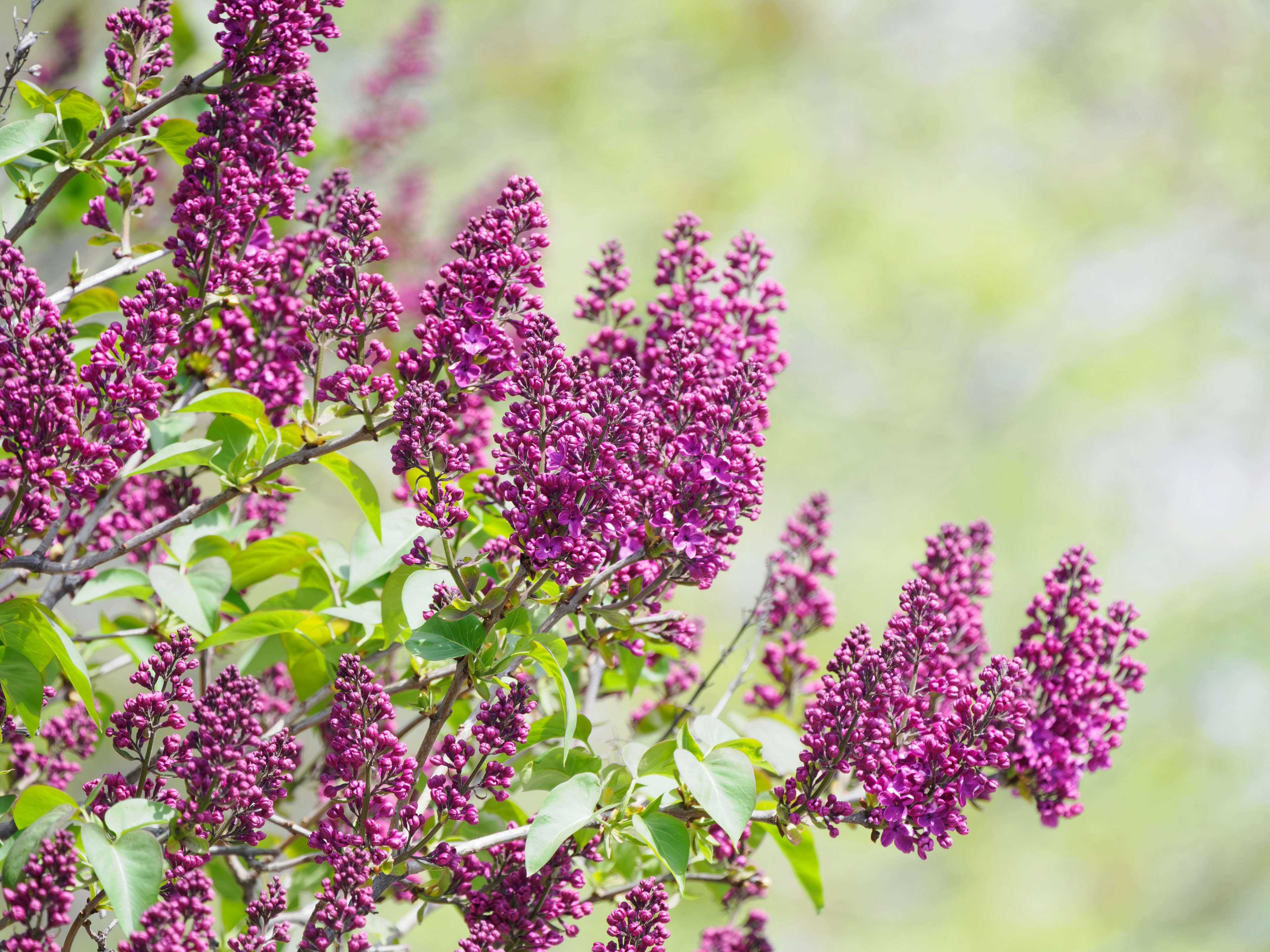 Cabang bunga lilac ungu dengan daun hijau