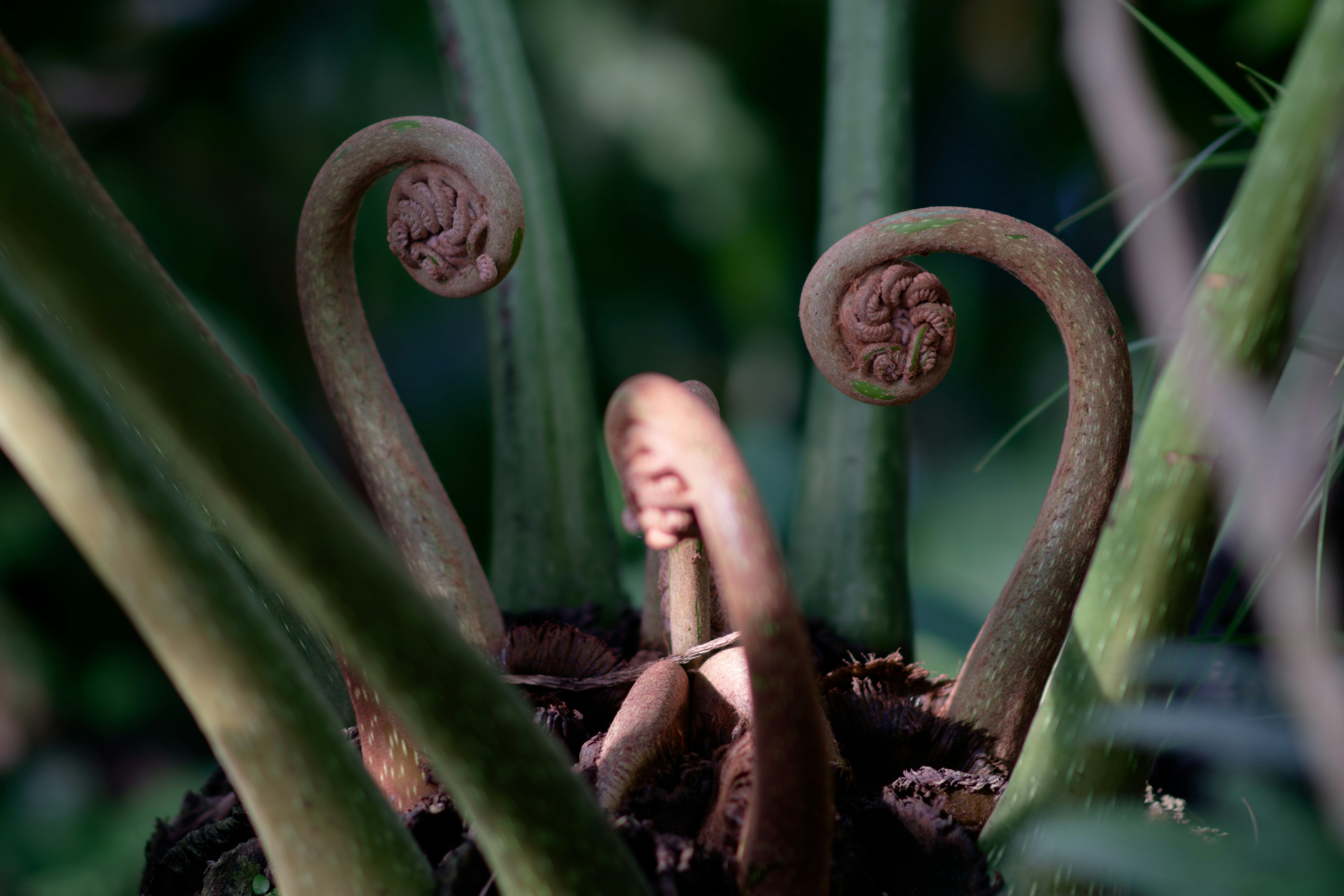 Immagine di giovani fronde di felce con forme distintive in una vegetazione lussureggiante