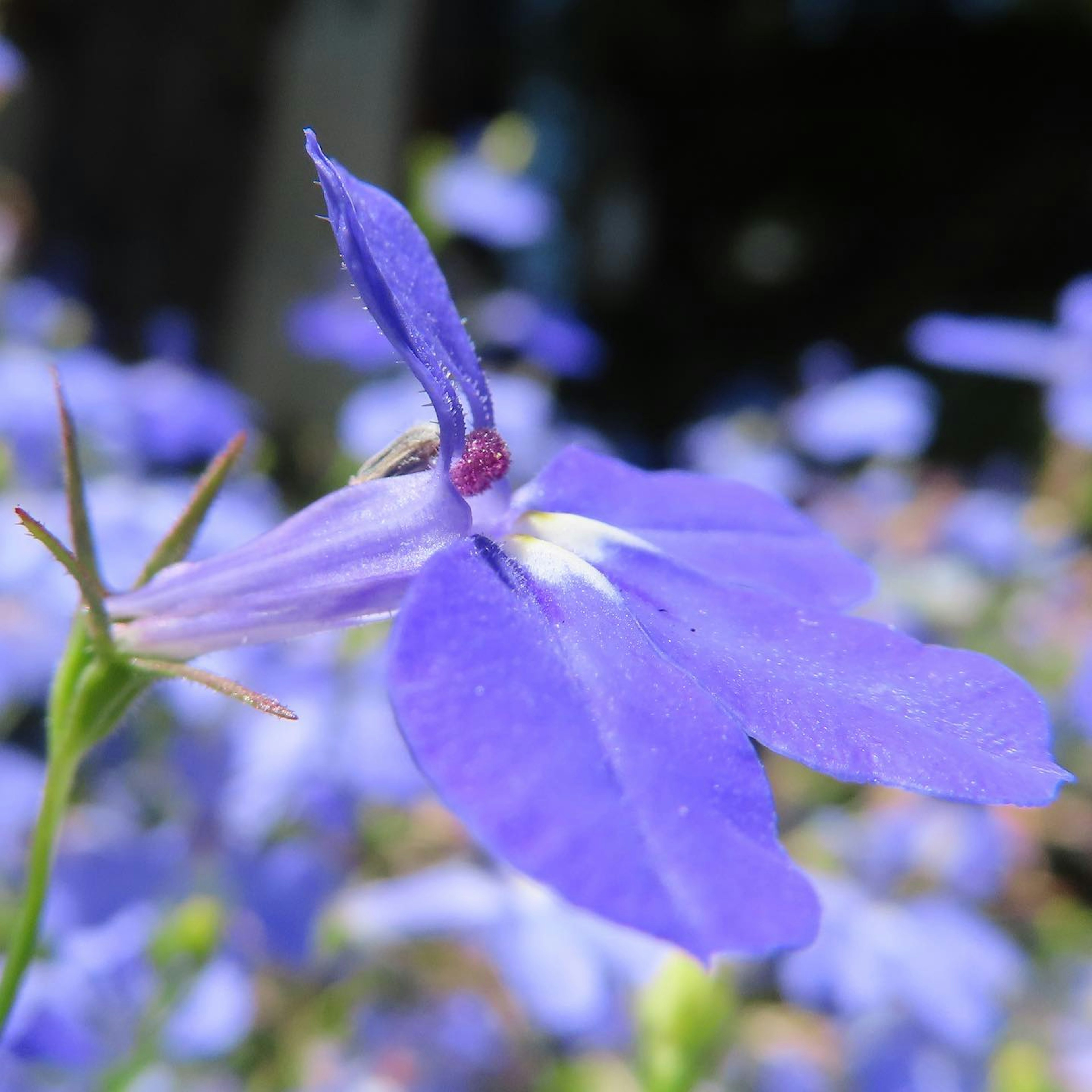 Gros plan sur une fleur bleue montrant des pétales délicats