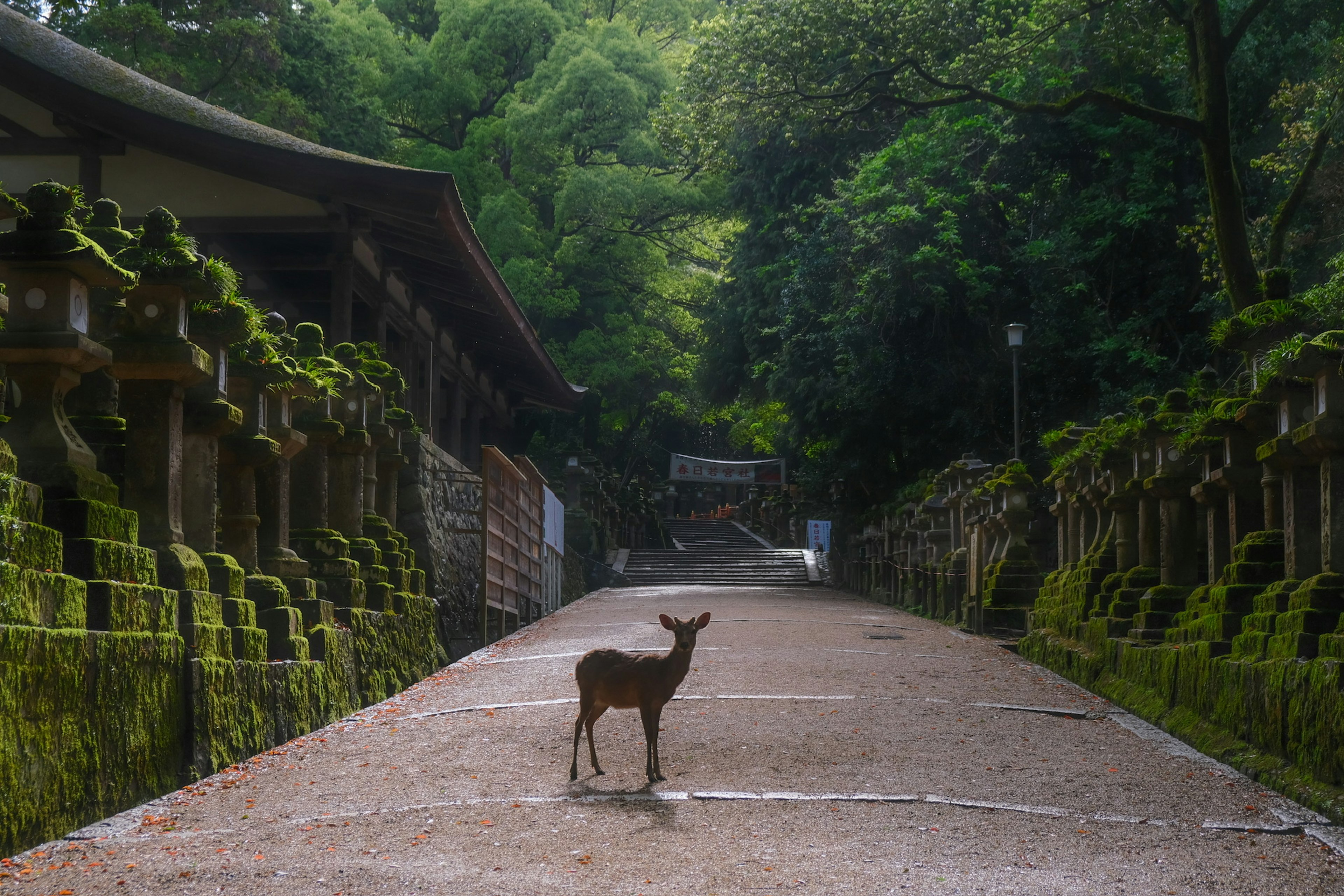 Deer standing on a path surrounded by greenery and moss-covered stone lanterns