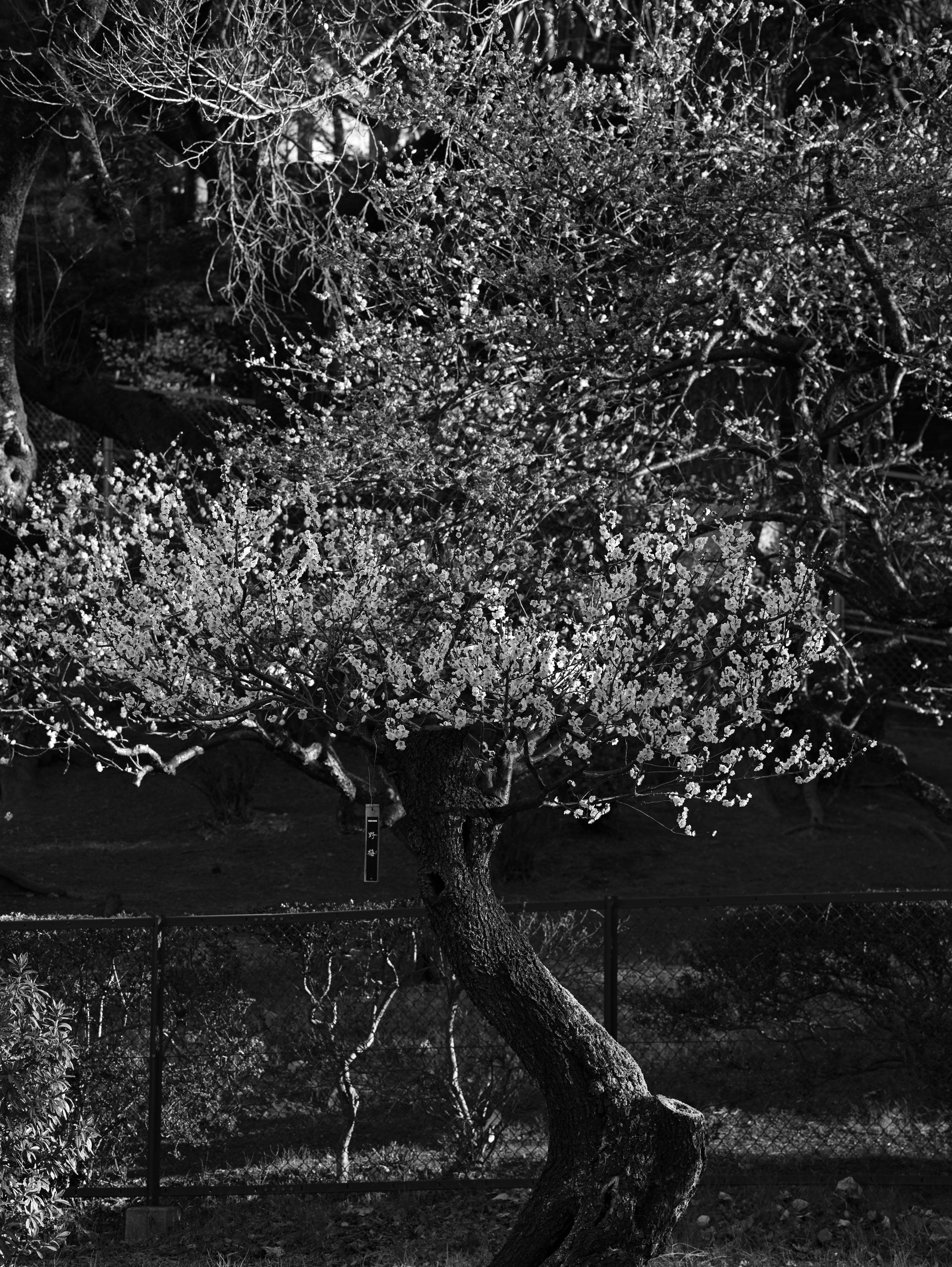 Black and white photo of an olive tree featuring a twisted trunk and contrasting leaves