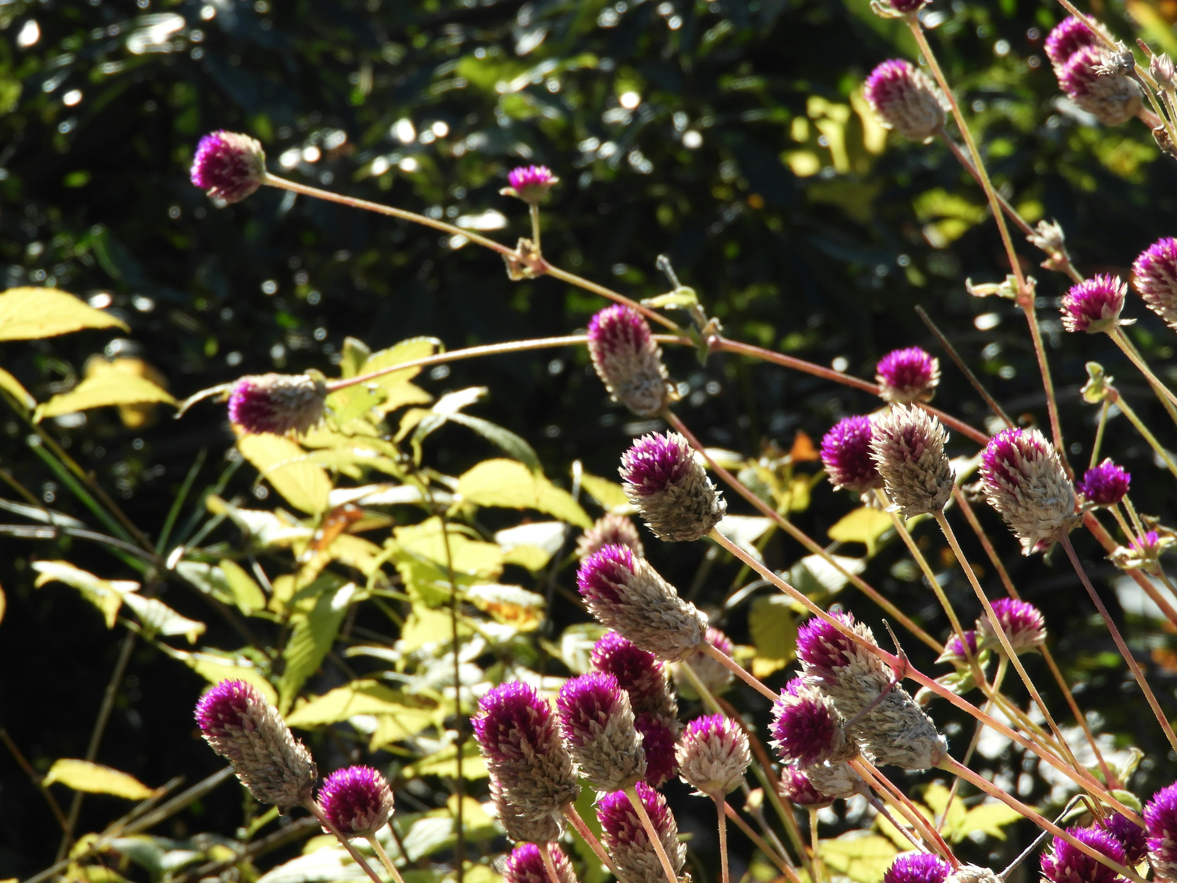 Scène naturelle avec des fleurs violettes et des feuilles vertes