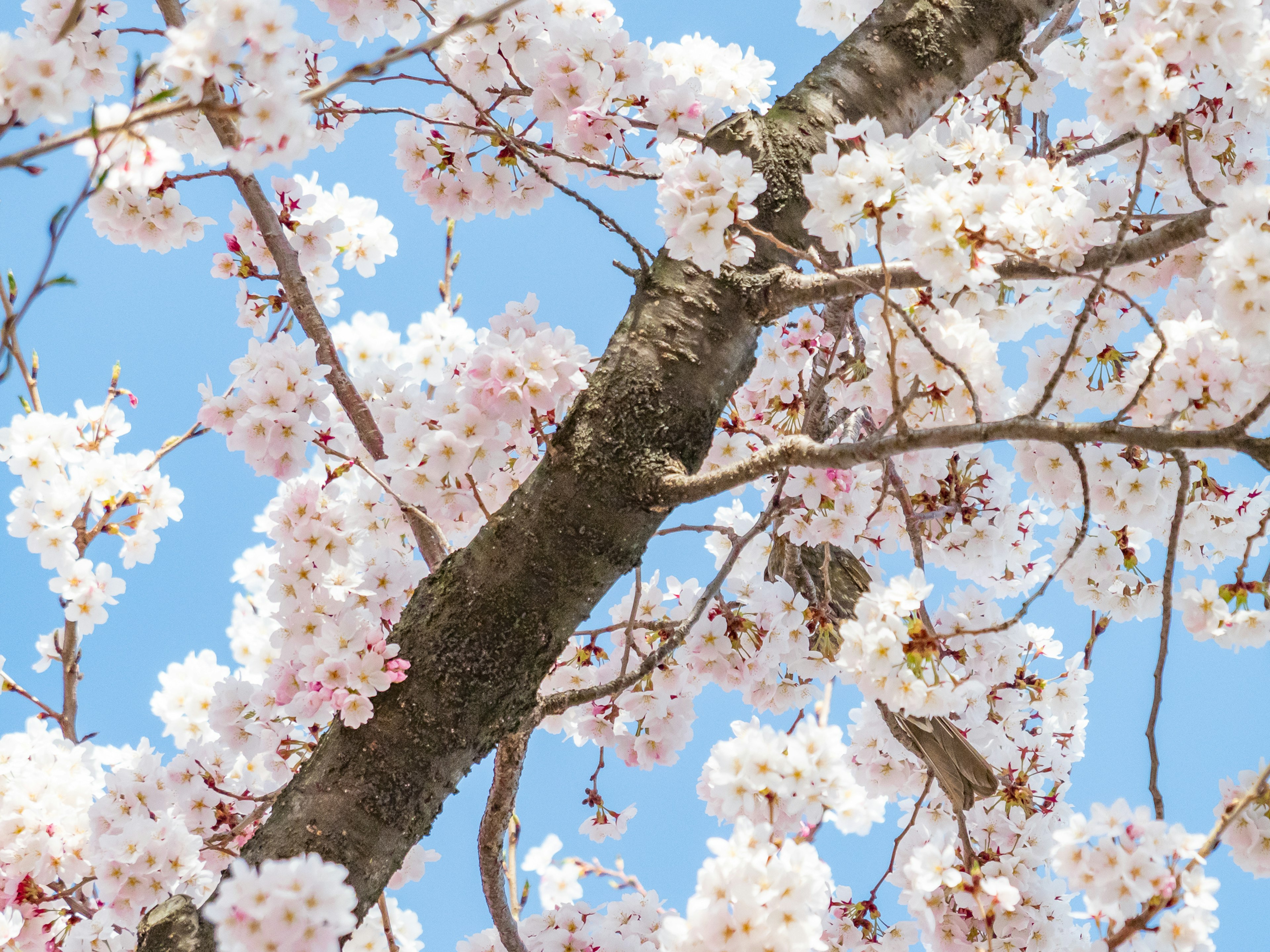 Branche de cerisier en fleurs avec des fleurs roses sur fond de ciel bleu