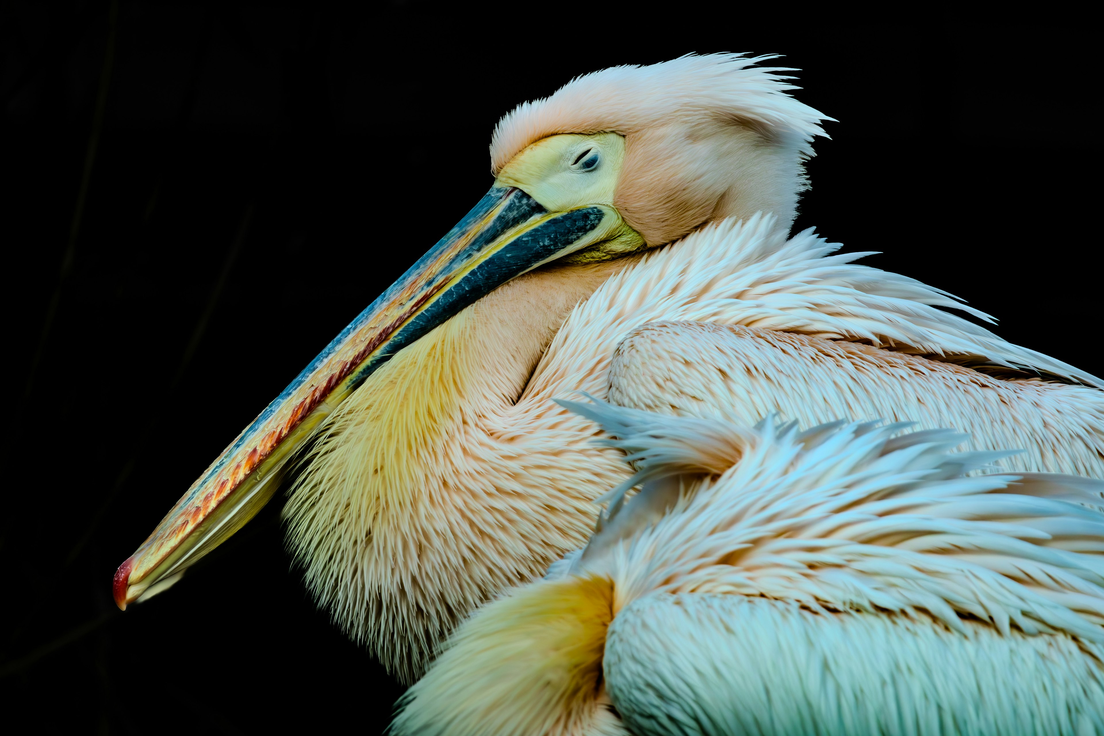 Gambar close-up pelikan dengan bulu yang cerah