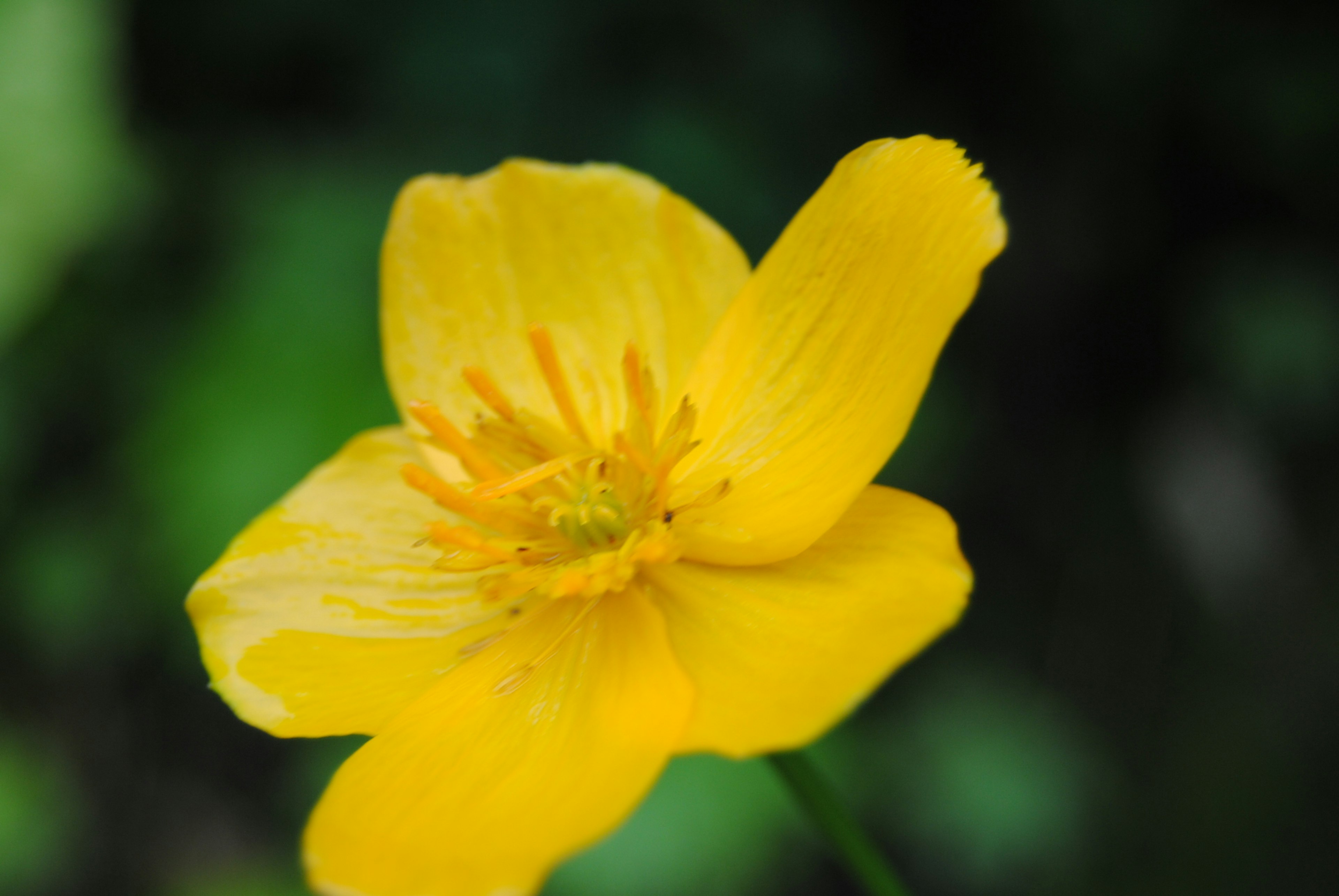 Helle gelbe Blume vor grünem Hintergrund