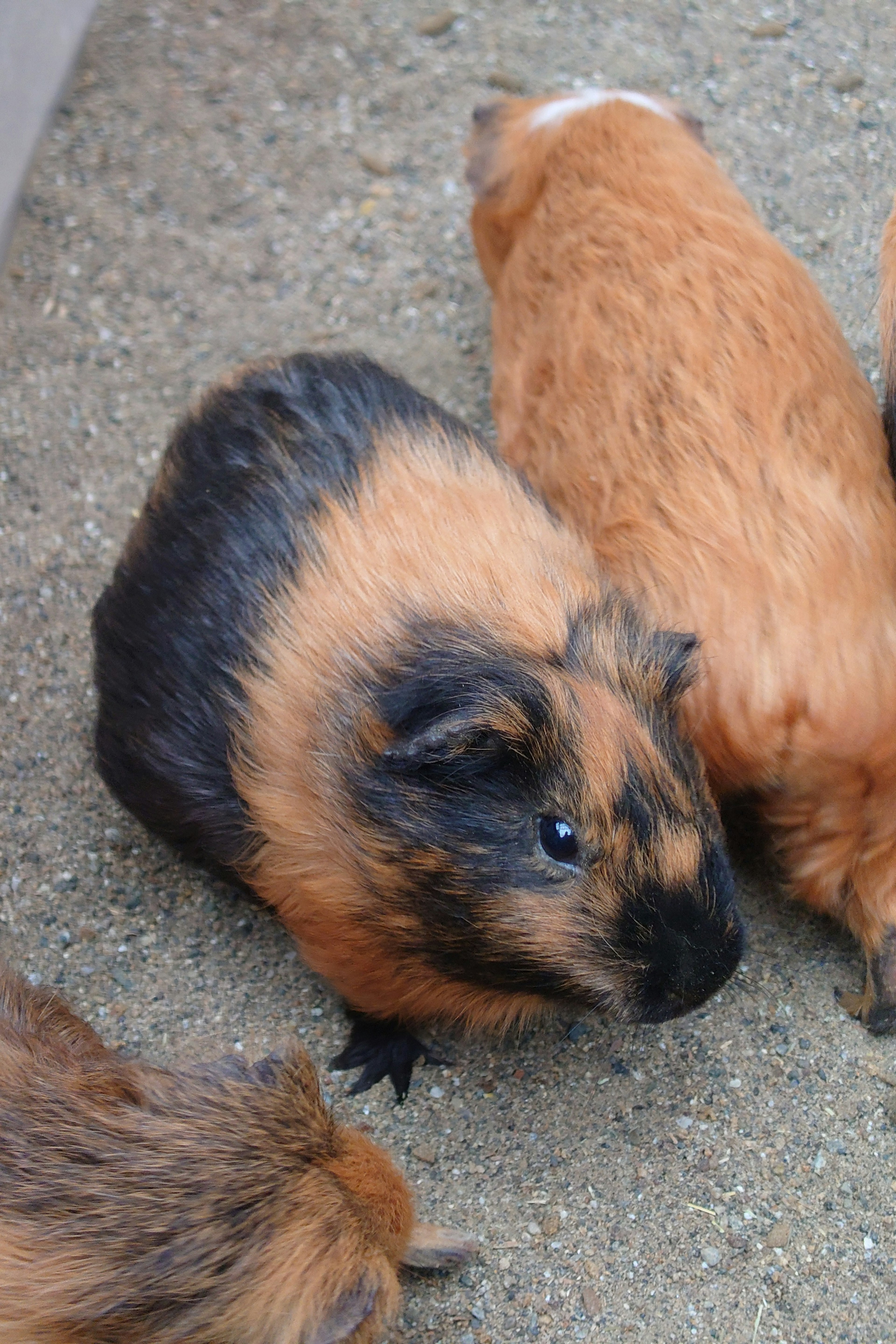 A group of guinea pigs with brown and black fur