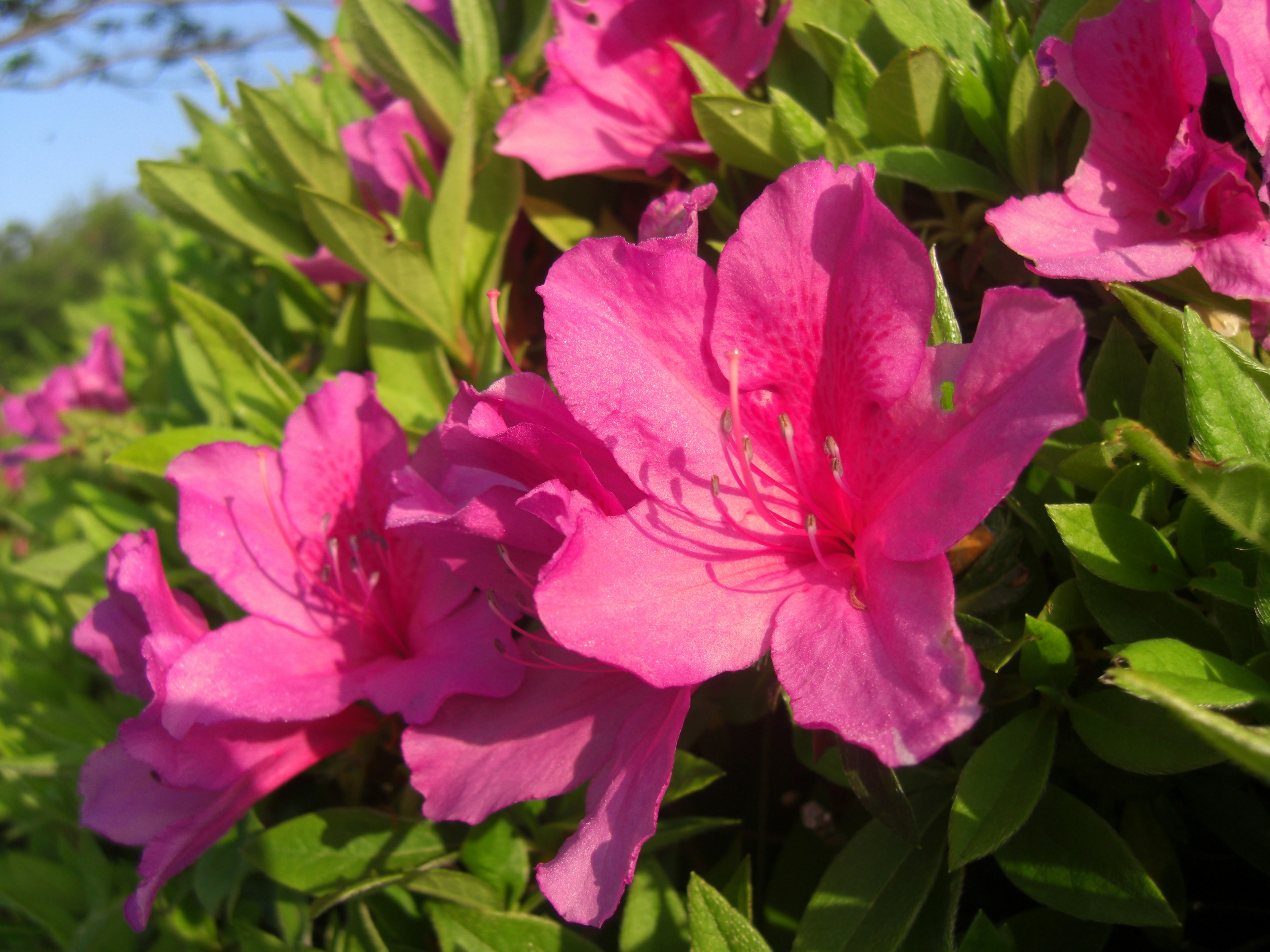 Fiori di azalea rosa vivaci circondati da foglie verdi