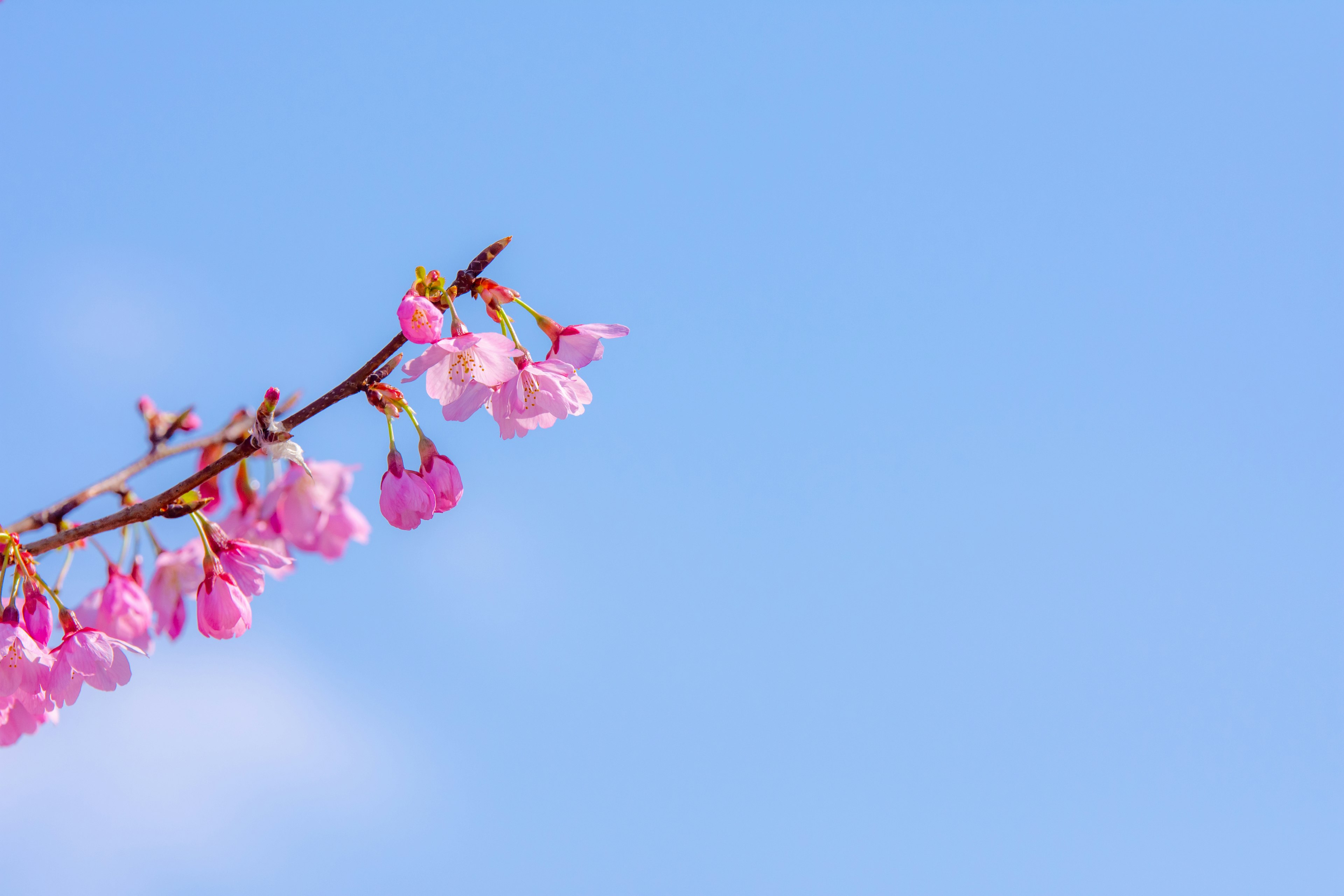 蓝天背景下的樱花枝