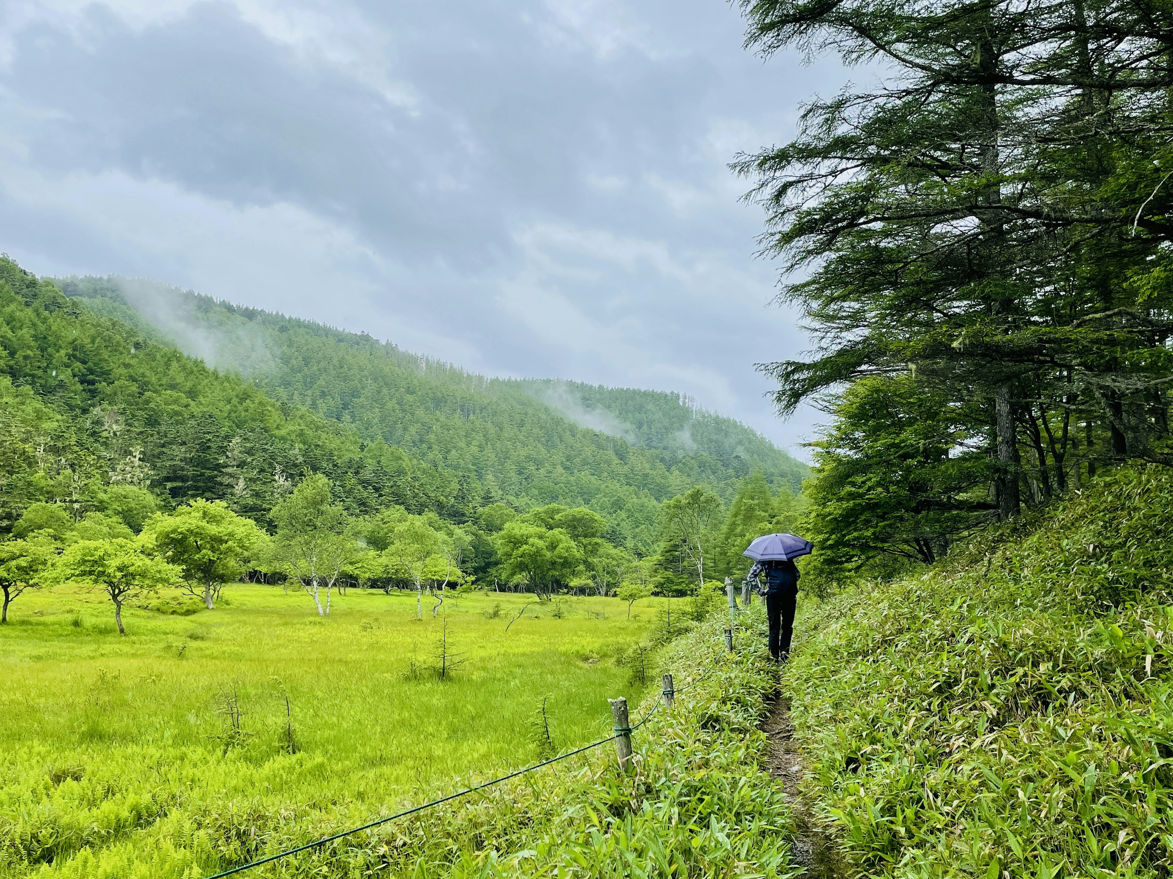 一个人在绿意盎然的田野中行走，背景是雾蒙蒙的山