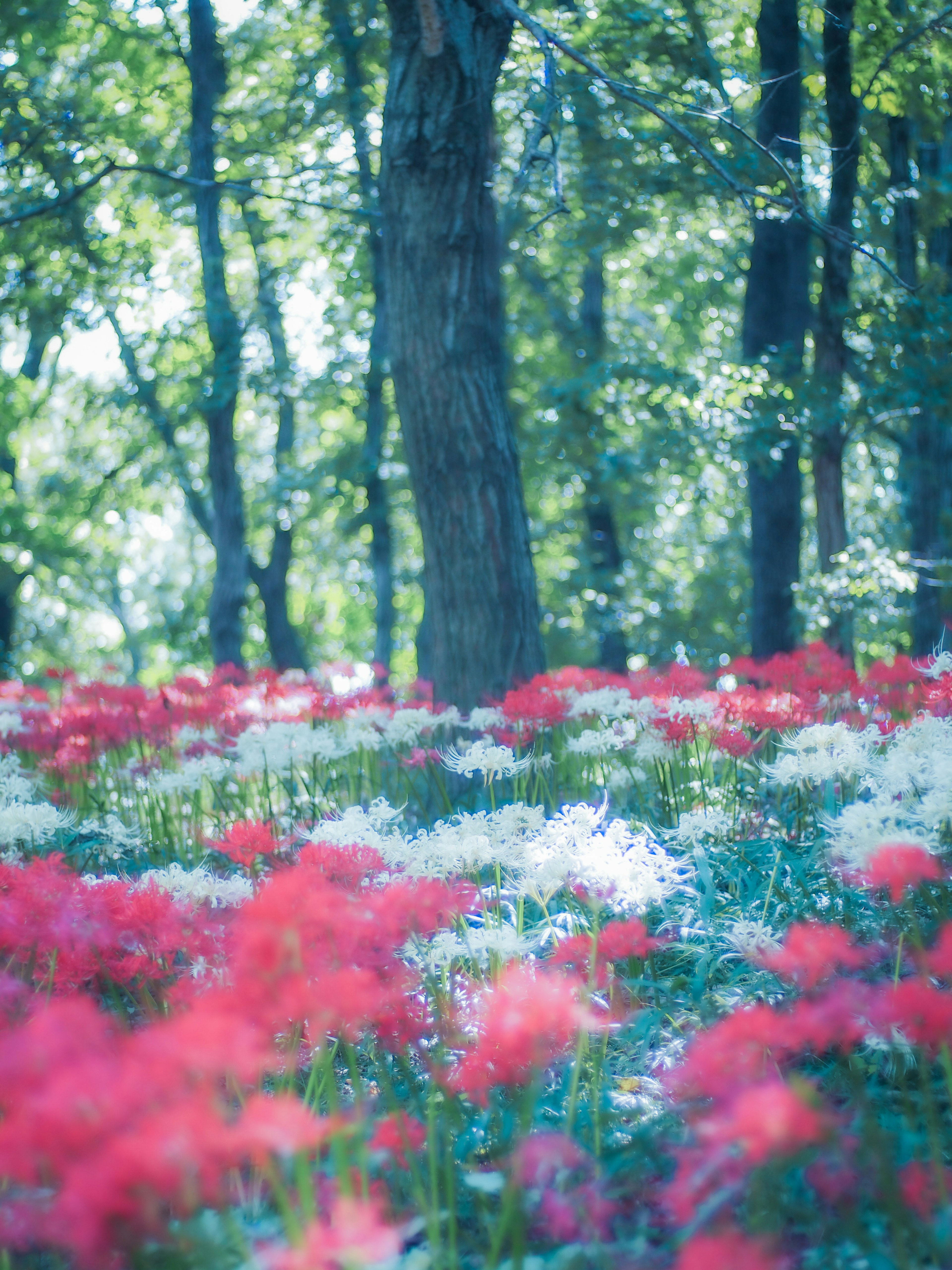 色とりどりの花が咲く森の風景 緑の木々と赤や白の花が調和している