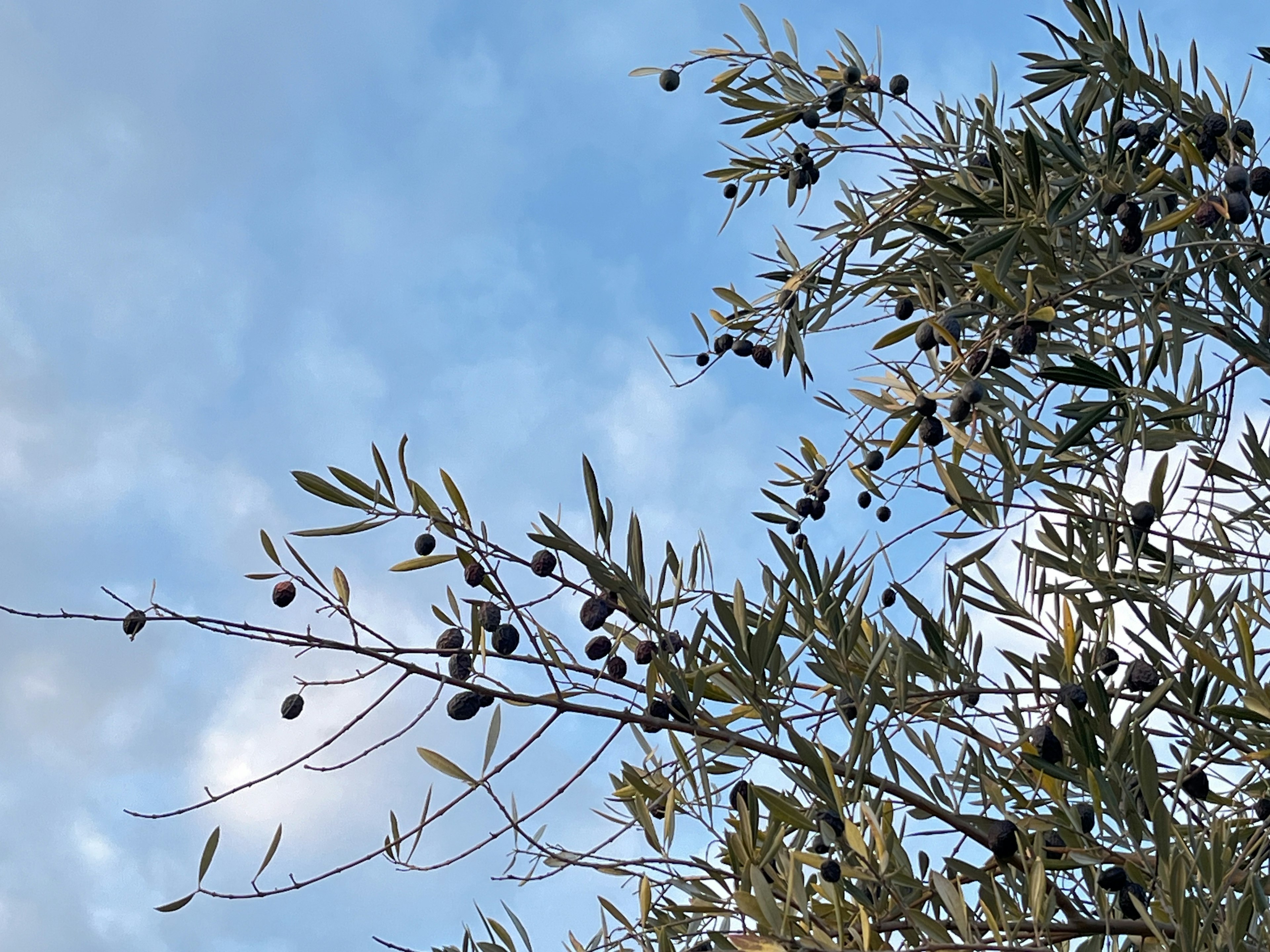 Rami di ulivo con frutti contro un cielo blu