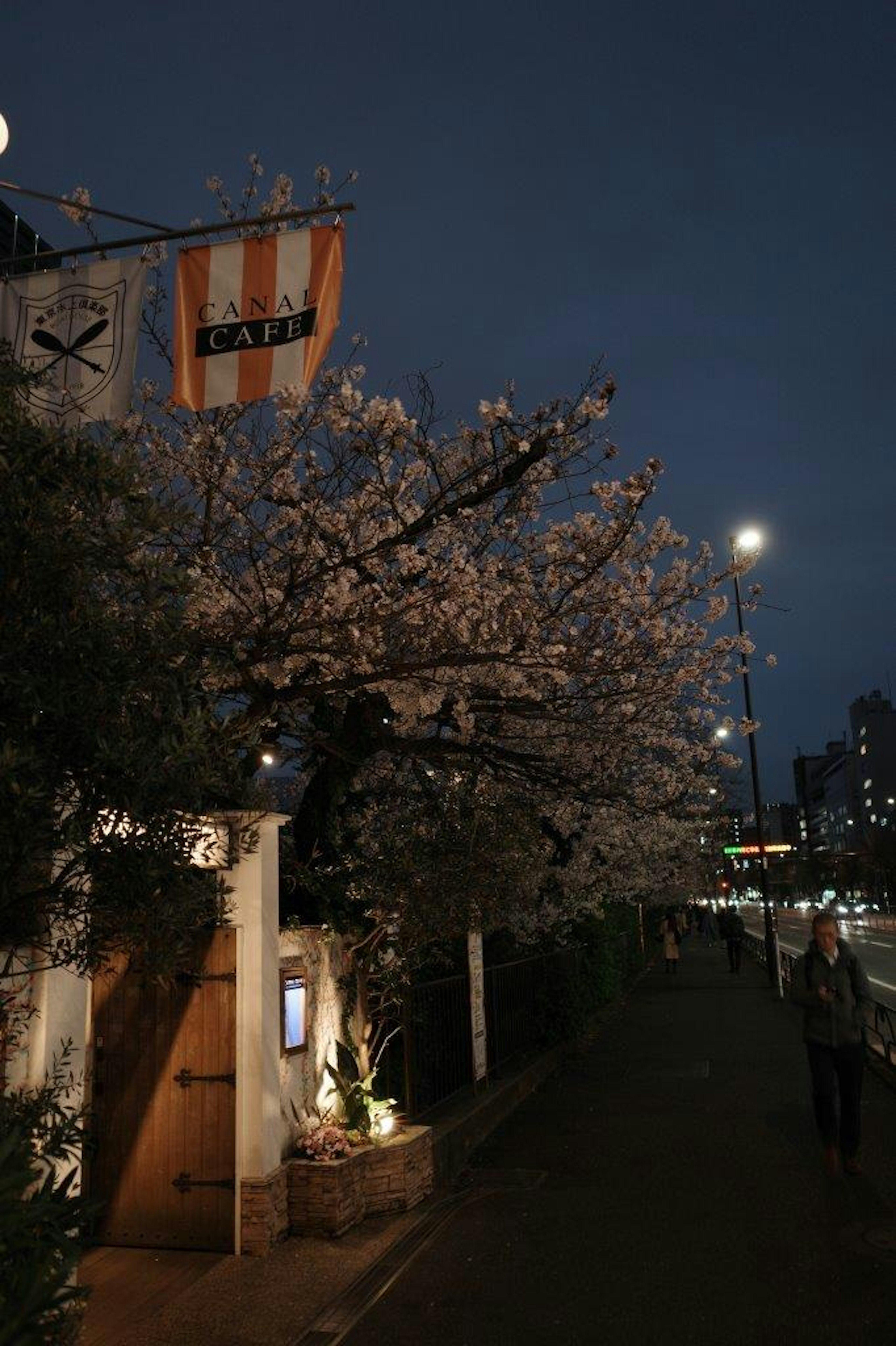 夜の桜の木とカフェの外観