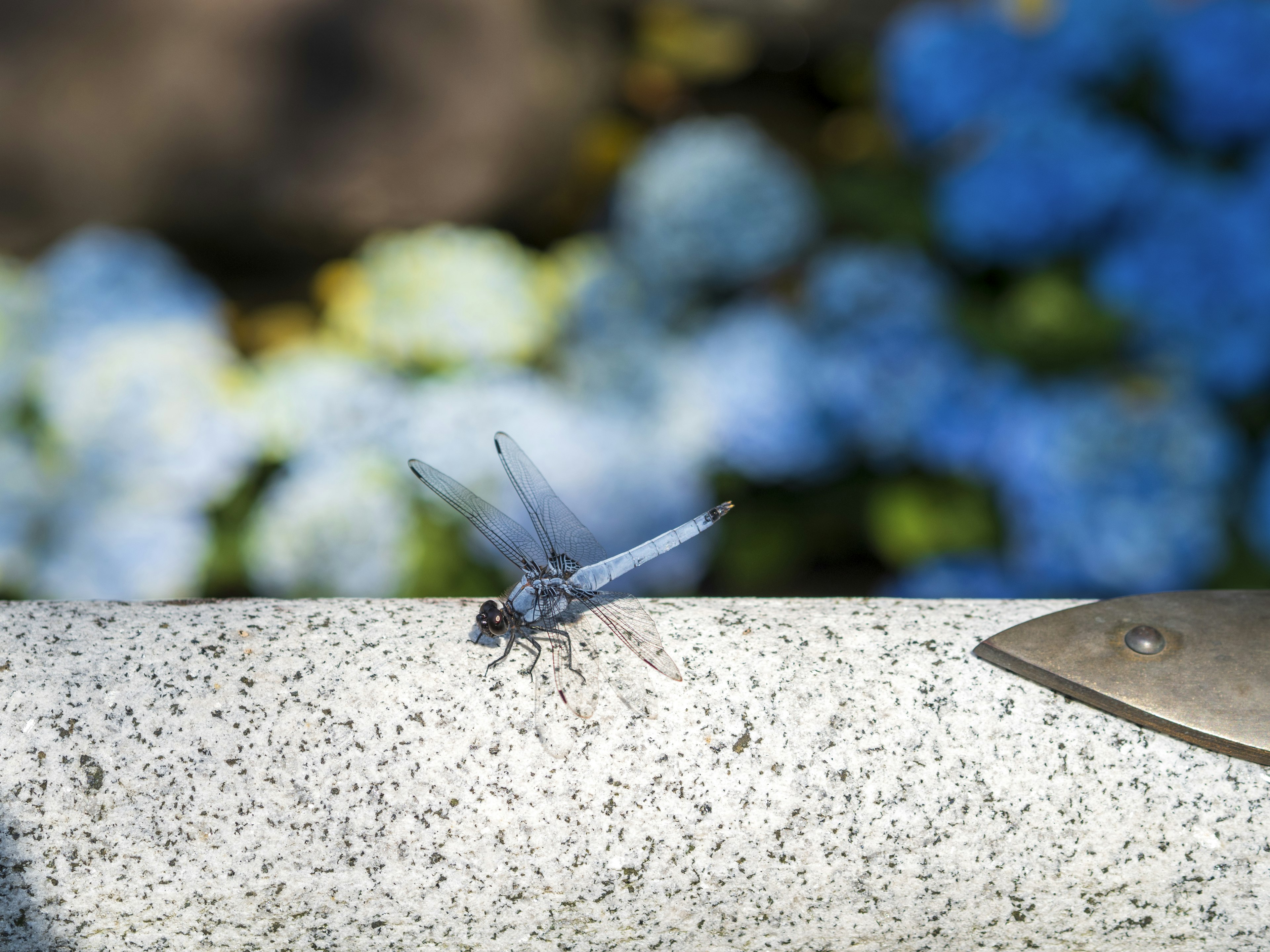 Une libellule bleue se reposant sur une pierre avec des fleurs bleues en arrière-plan