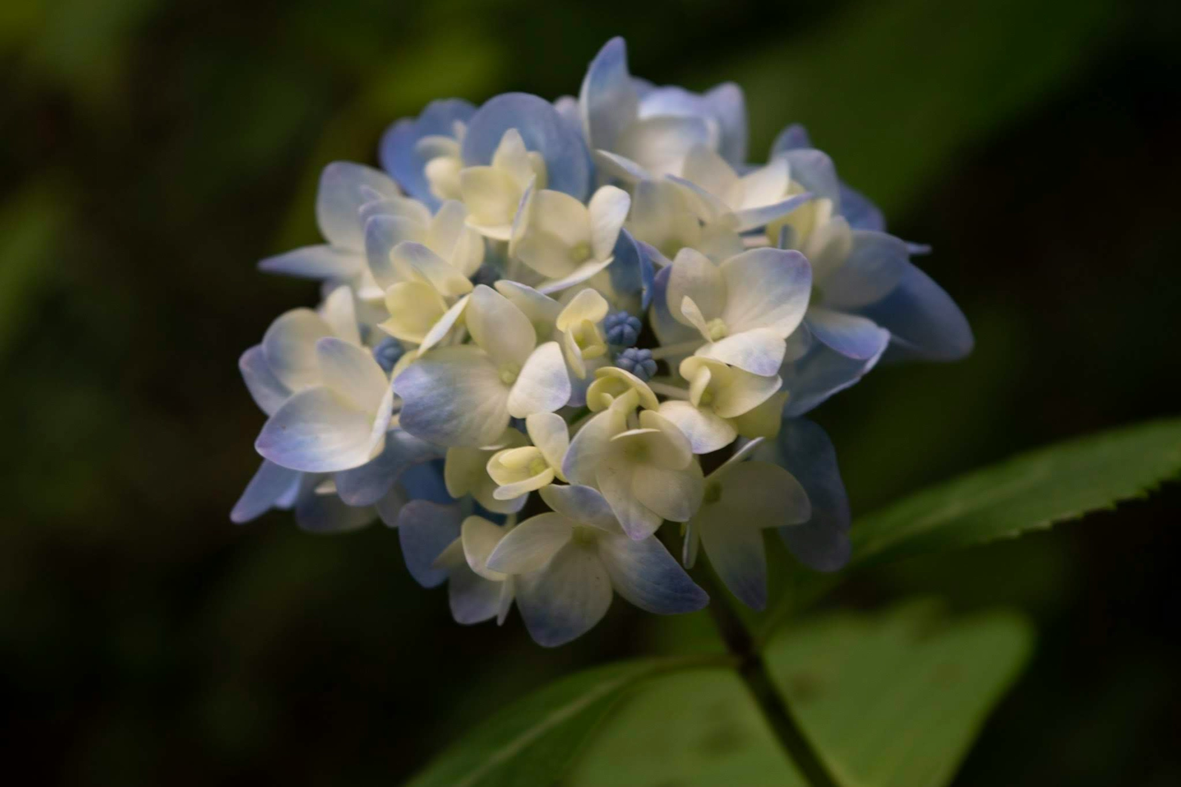 淡い青と白の花が咲いている