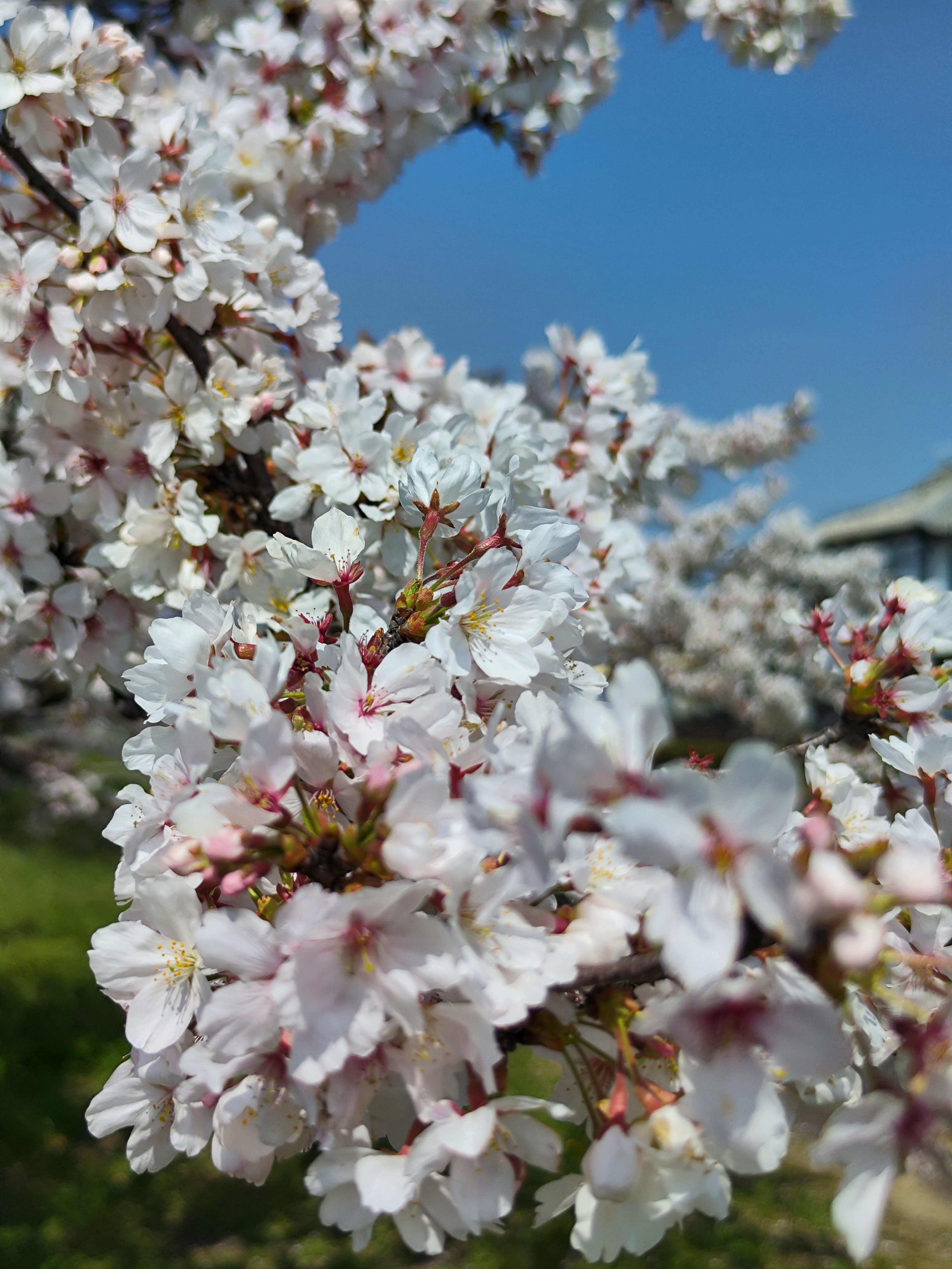 Nahaufnahme von Kirschblüten an einem Zweig unter blauem Himmel