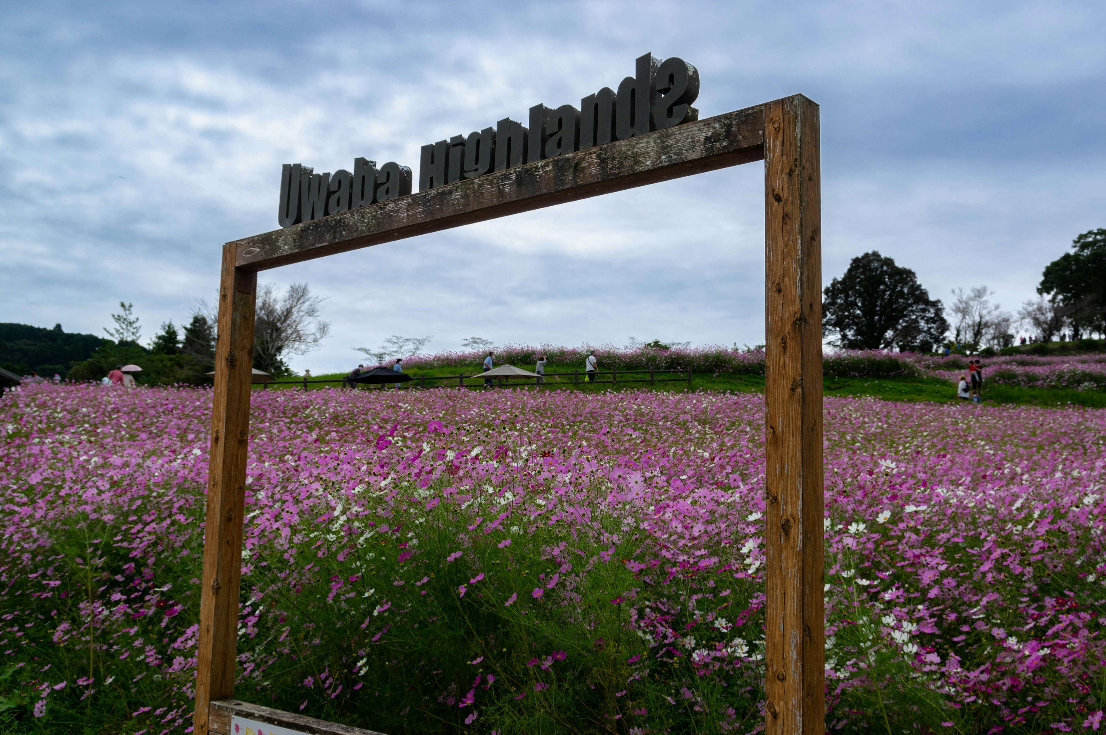 花畑の入り口にある木製のフレームと看板周辺のピンクの花々