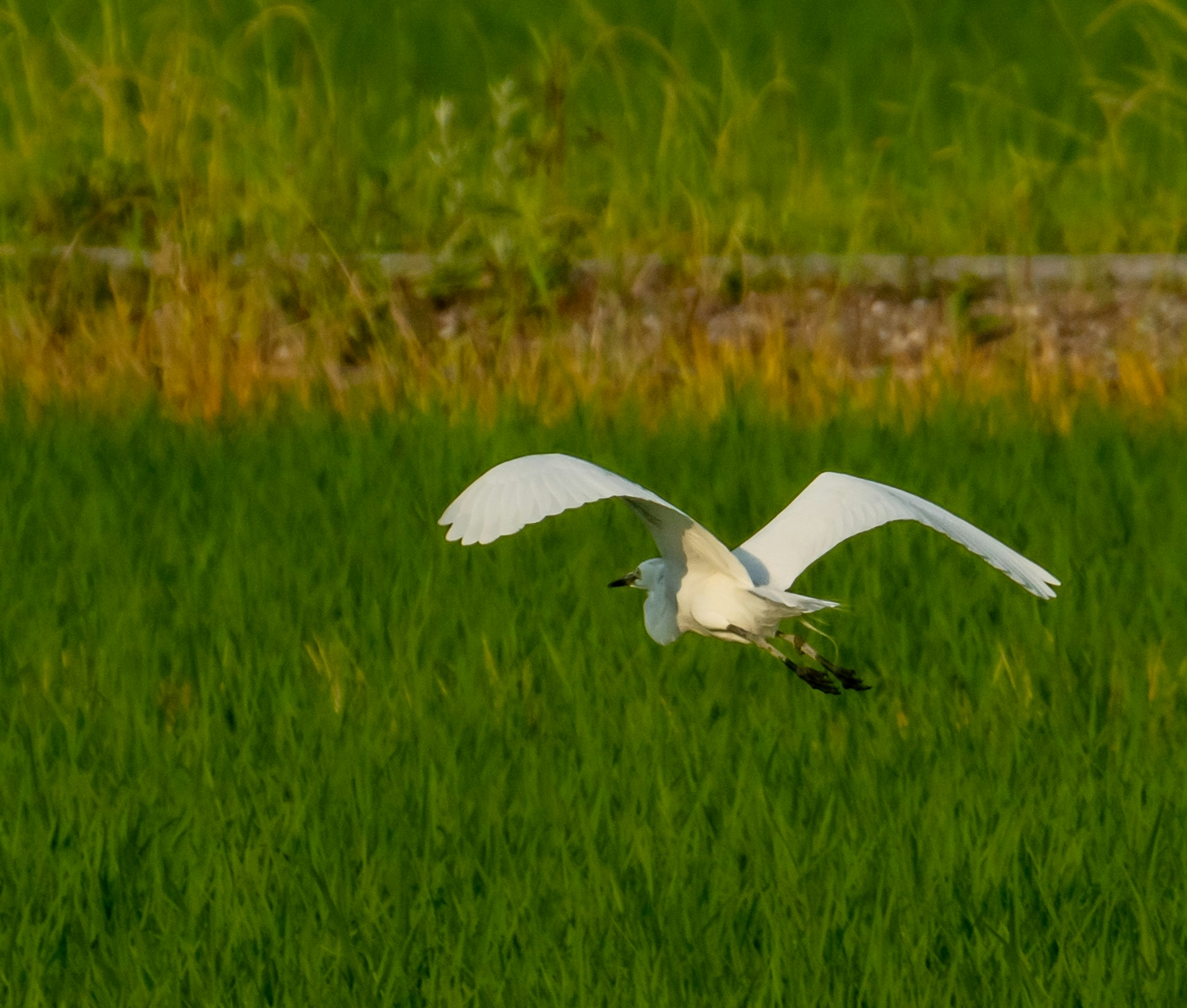 一隻白鳥在綠色稻田上空飛翔