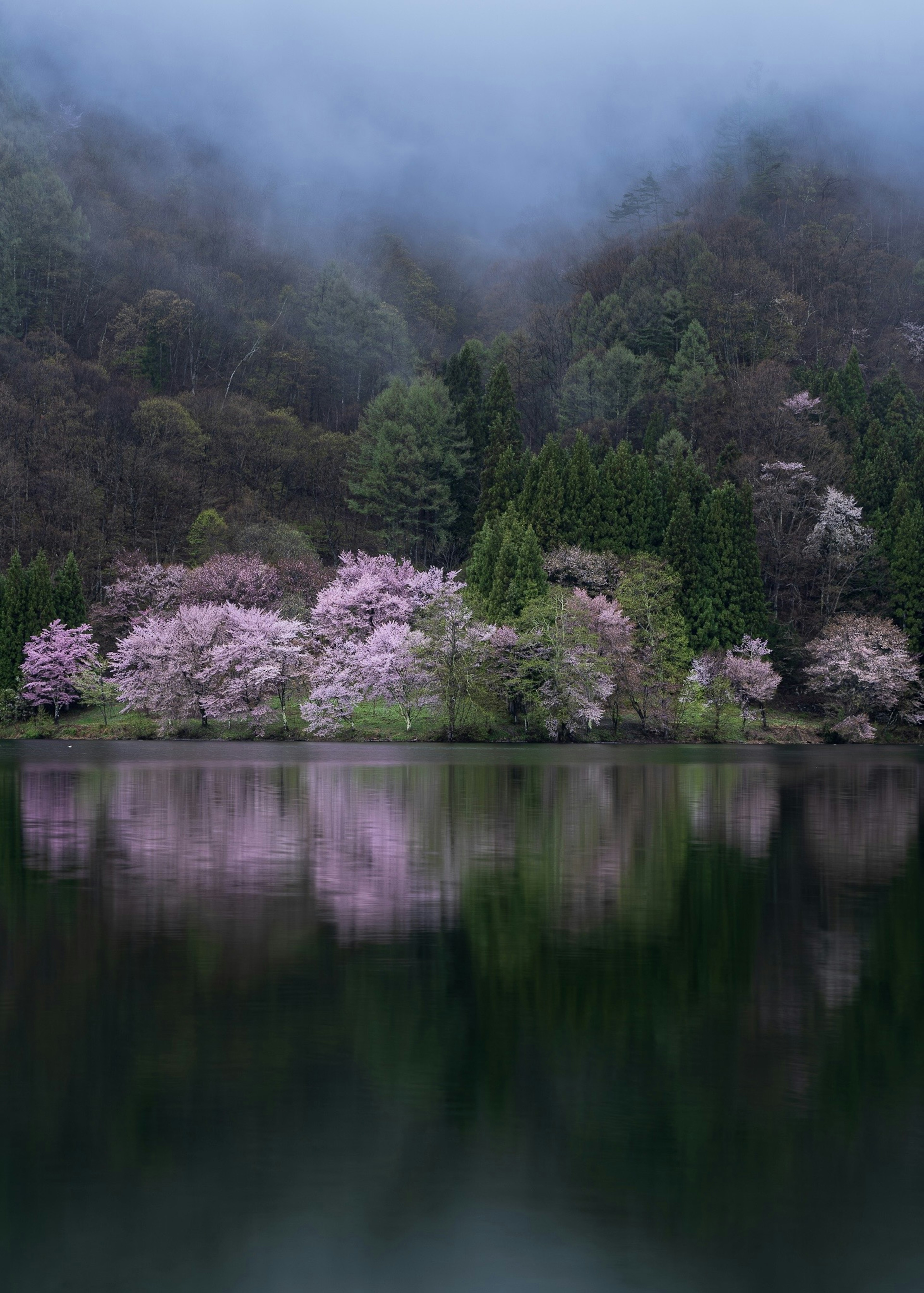 Paesaggio di alberi di ciliegio e lago tranquillo nella nebbia