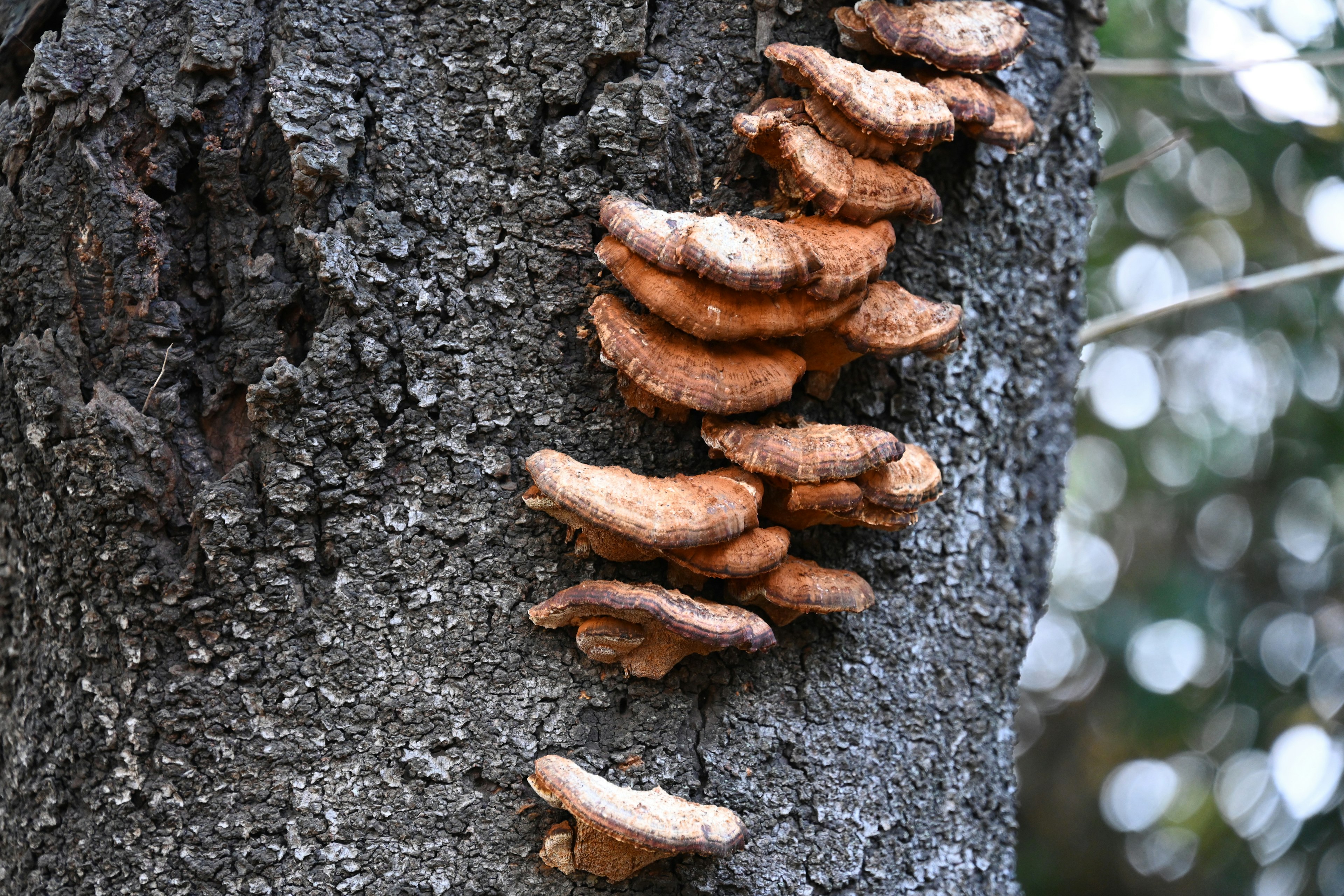 Brown mushrooms growing on a tree trunk