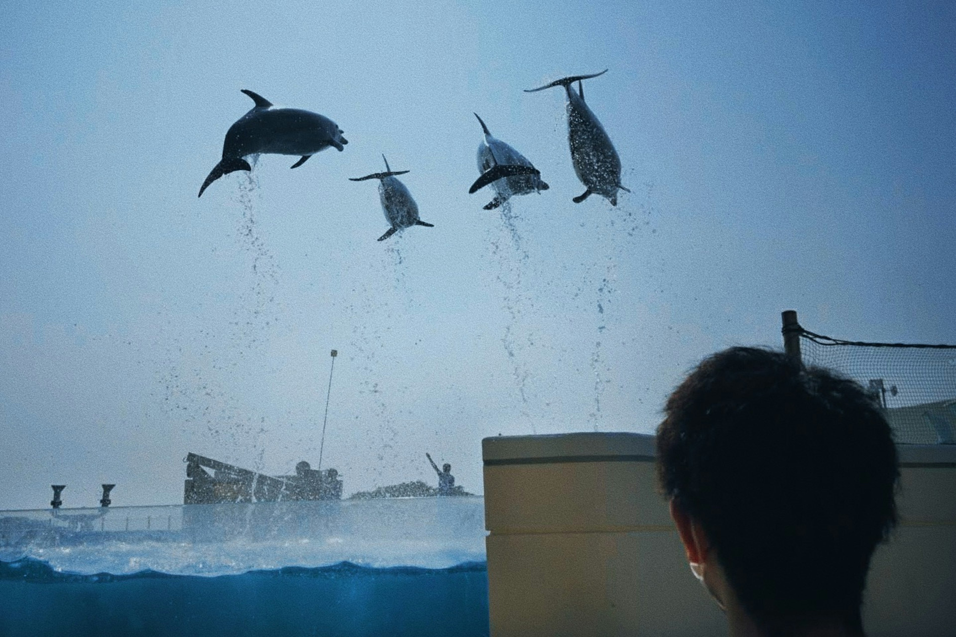 A scene at an aquarium with dolphins jumping in the air while a spectator watches from behind