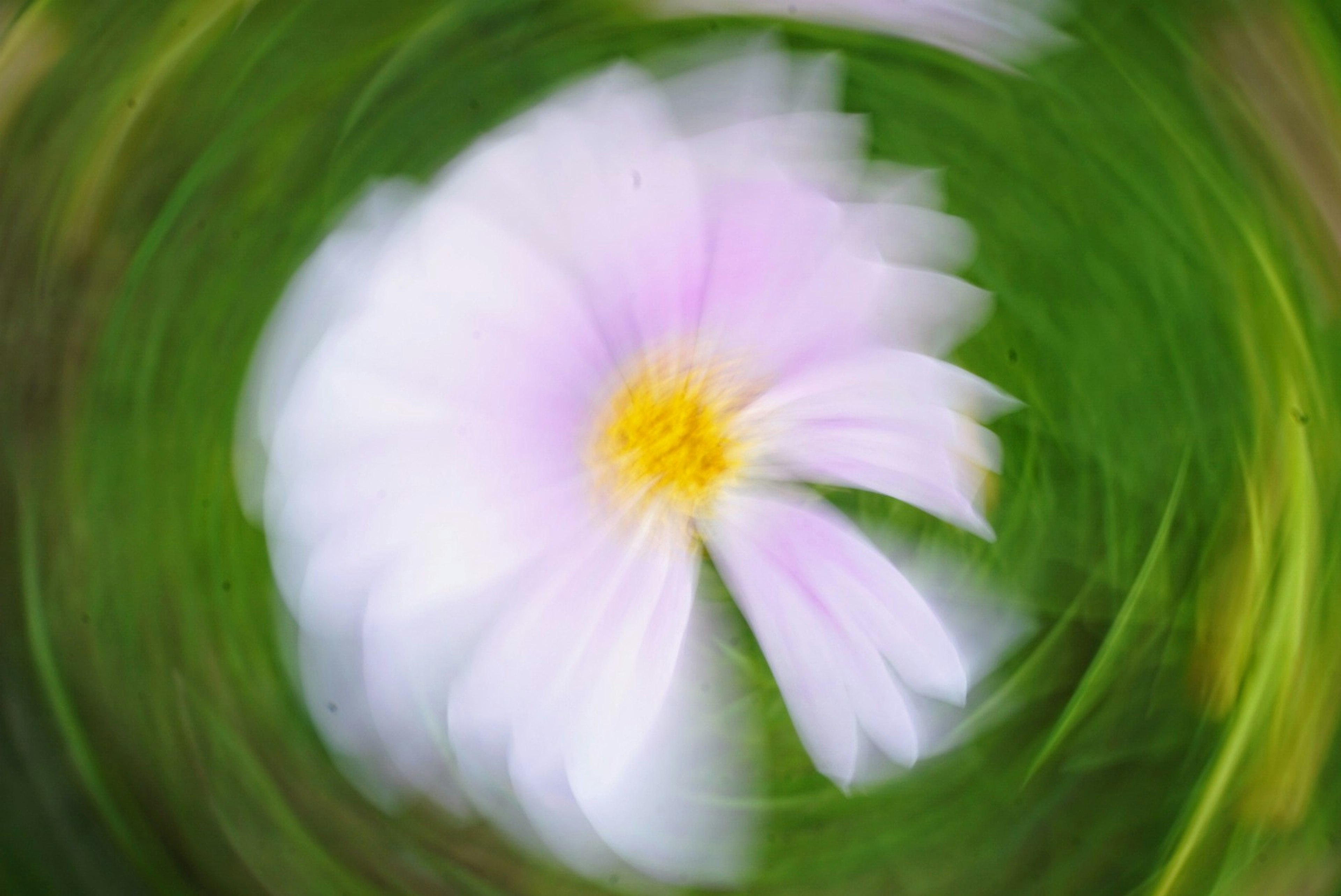 A blurred pink and white flower against a green background