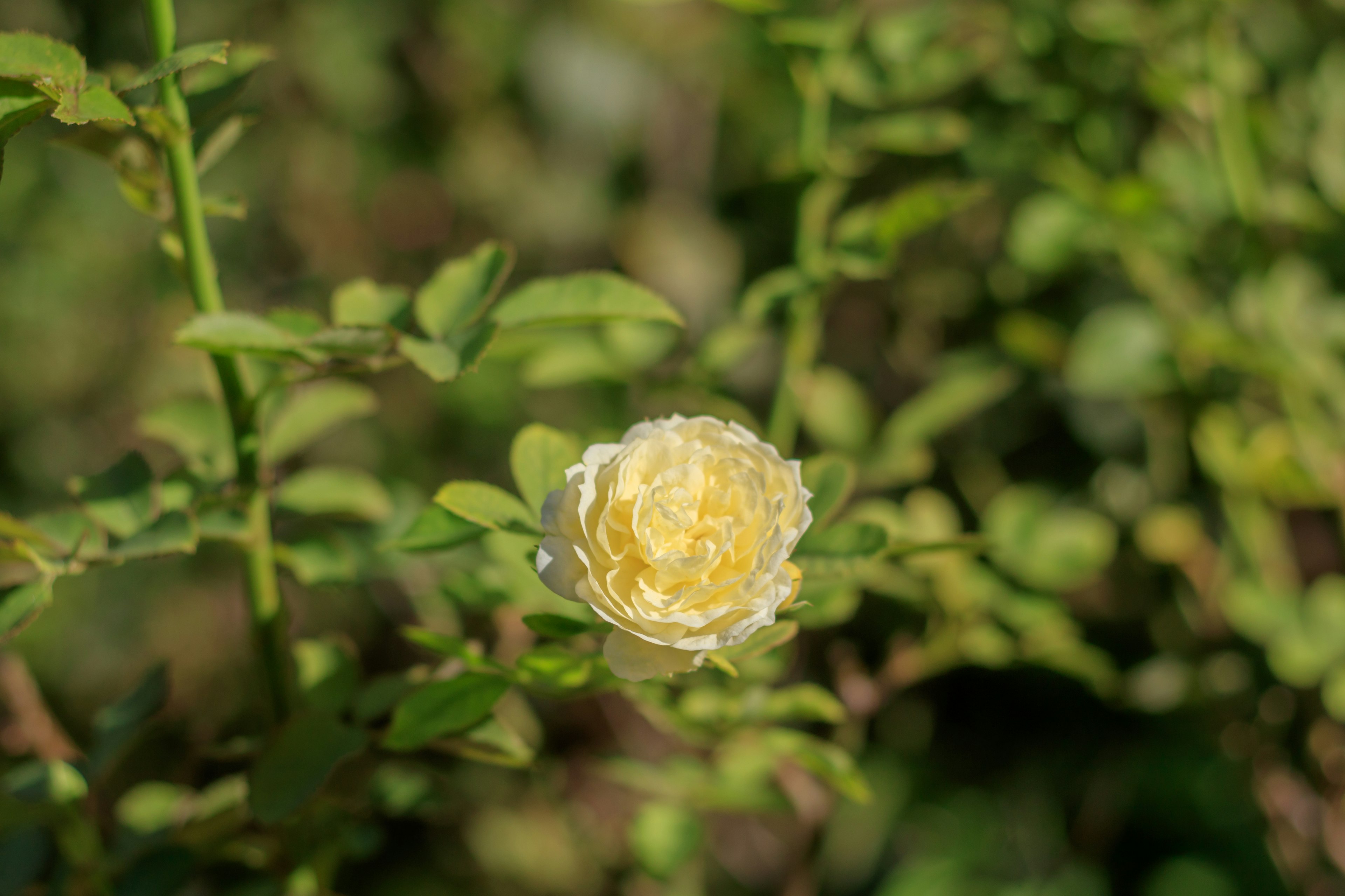 A pale yellow flower blooming among green leaves