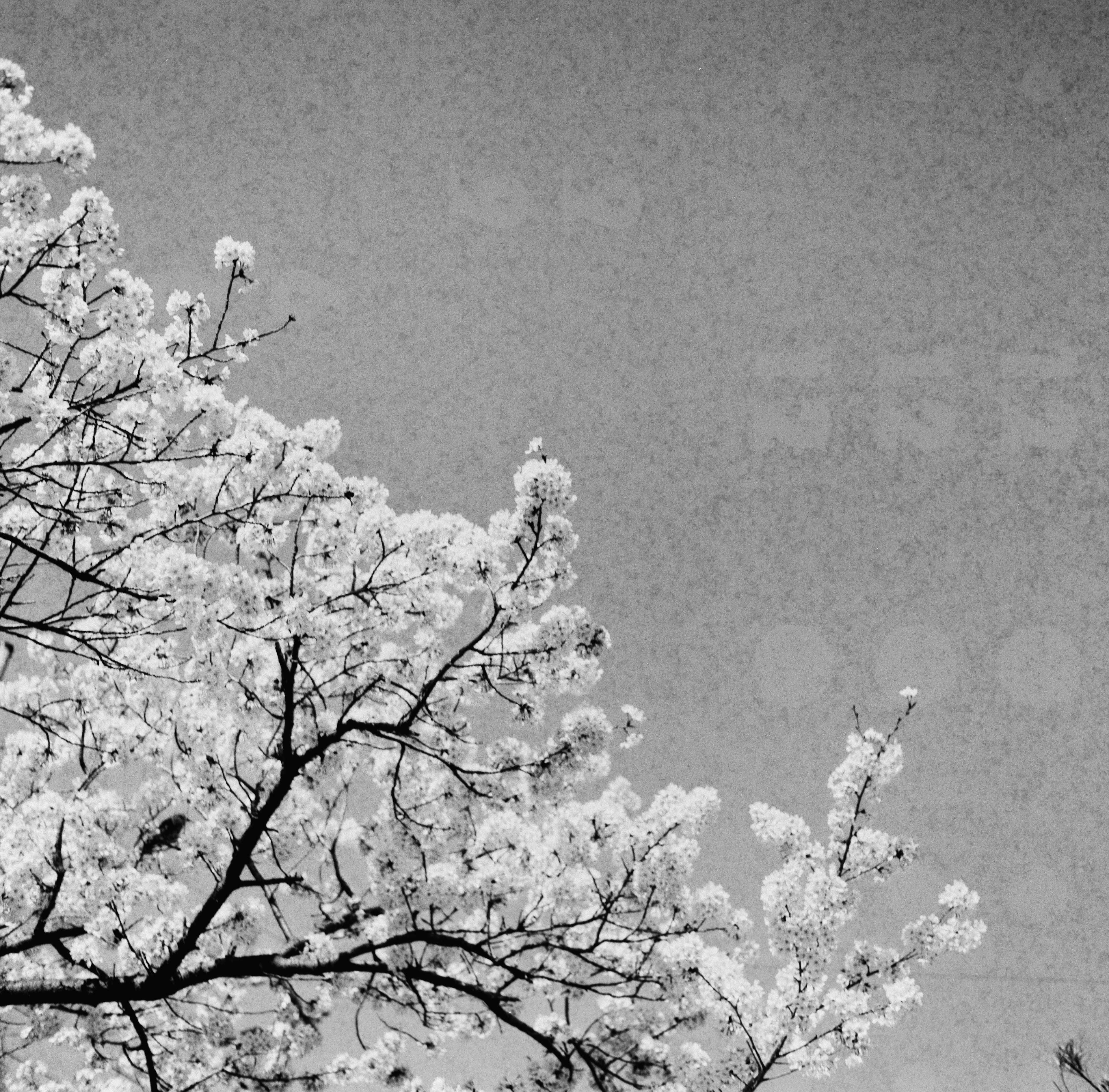 Branches de cerisier en fleurs en noir et blanc contre un ciel bleu